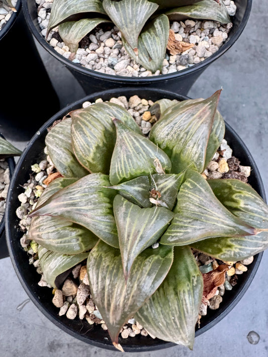 Haworthia mirabilis v. badia