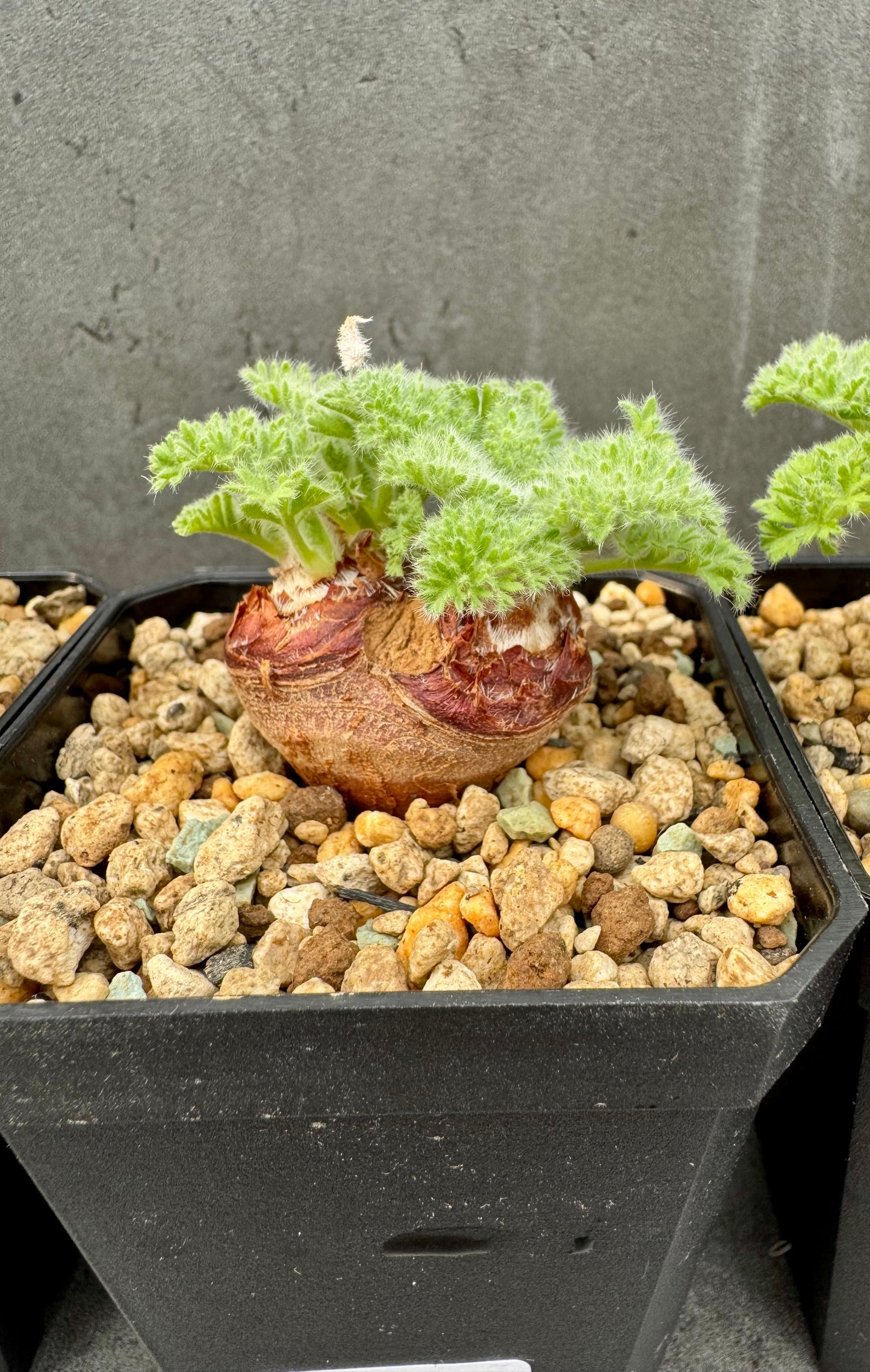 Pelargonium appendiculatum