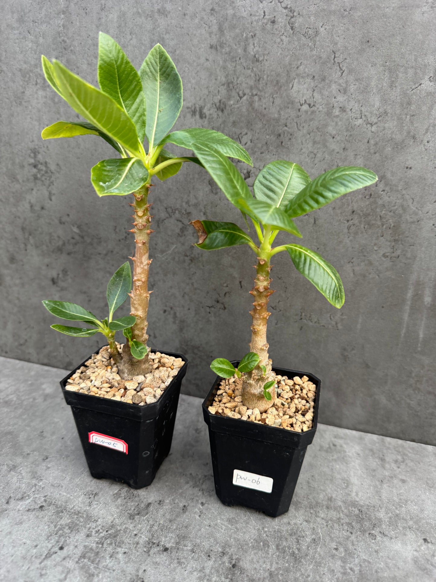 Pachypodium windsorii