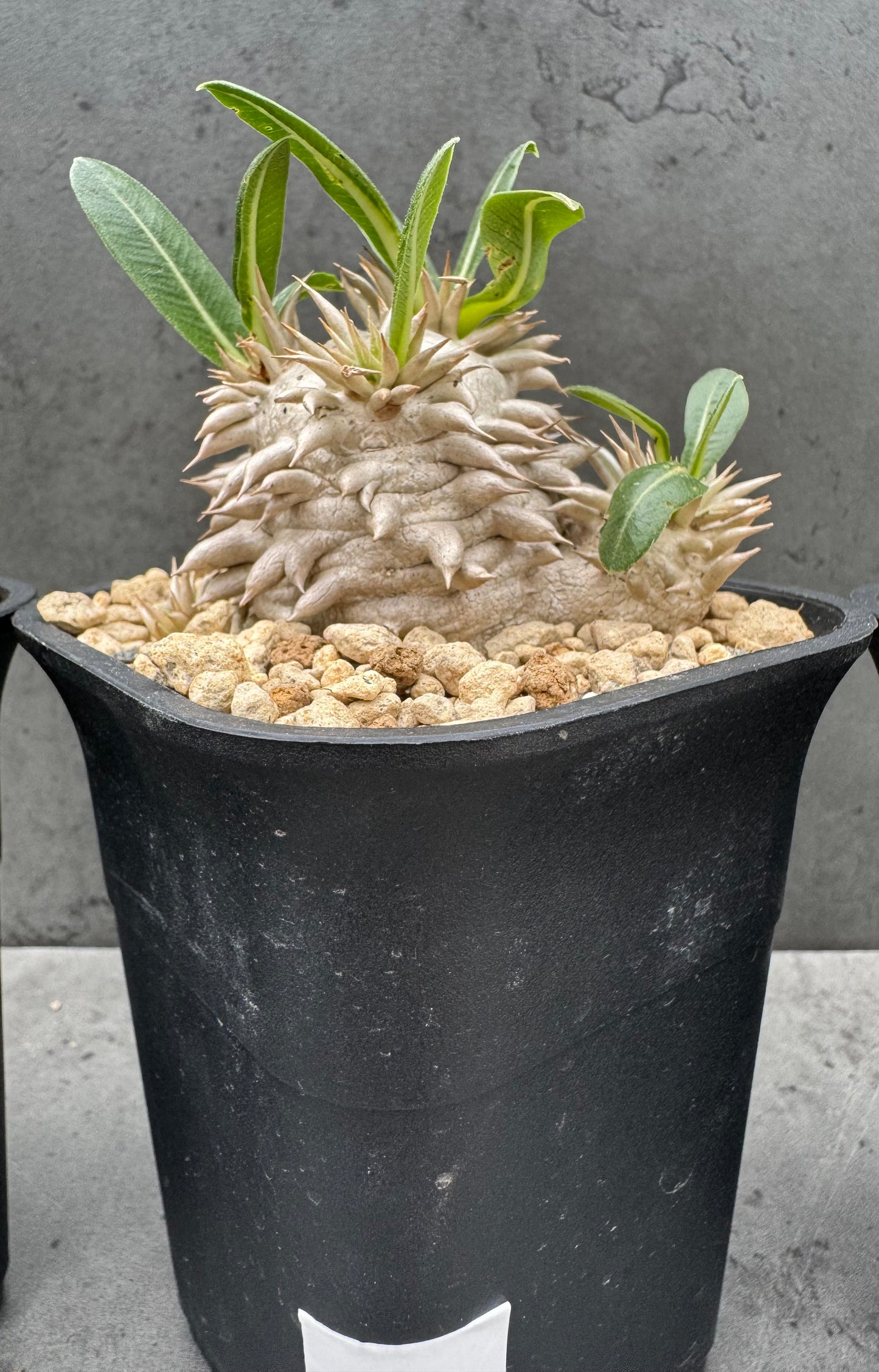 Pachypodium eburneum
