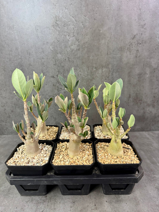 Adenium Arabicum