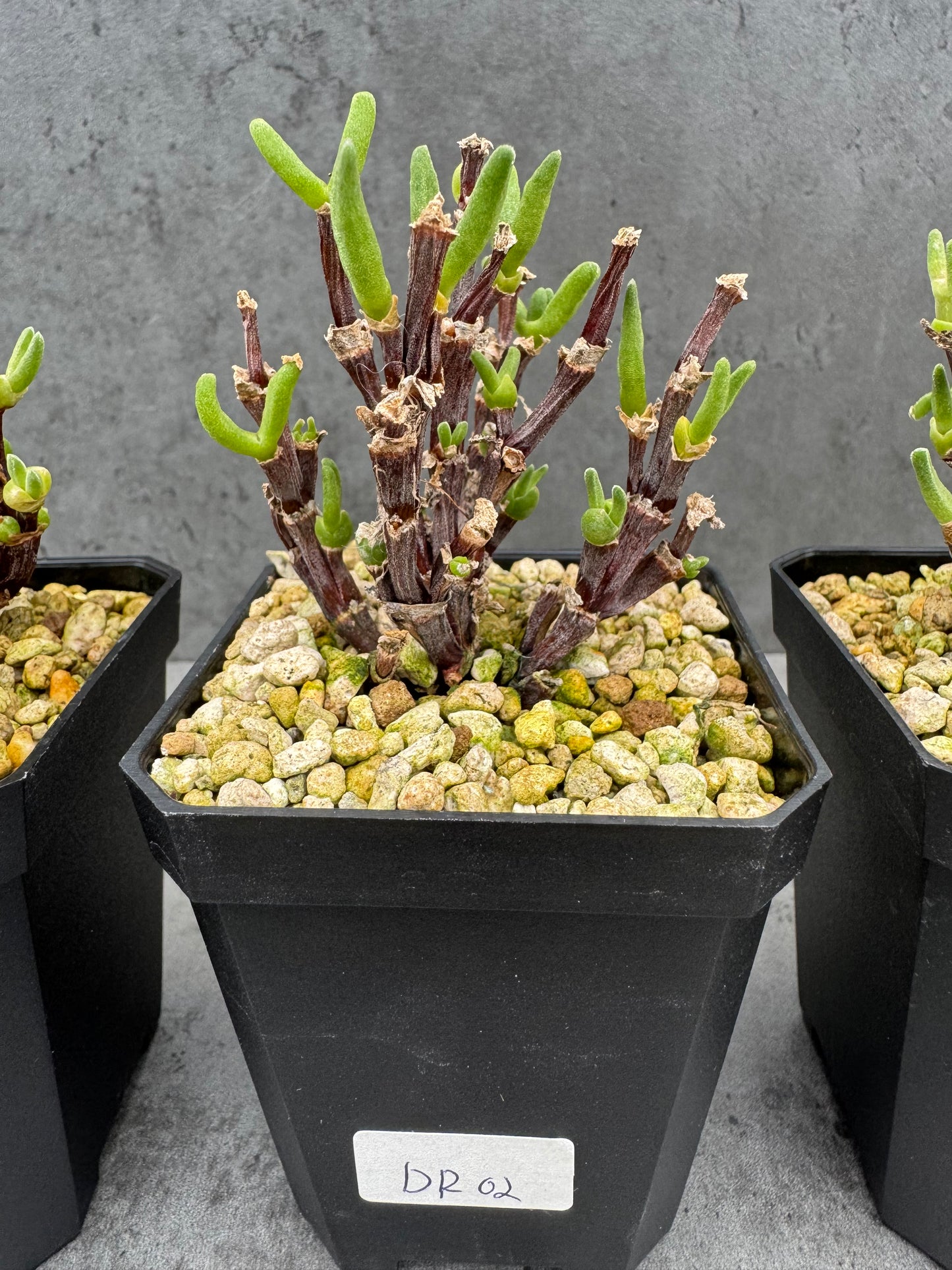 Drosanthemum ramulosum- Stammbildende Mittagsblume aus Südafrika