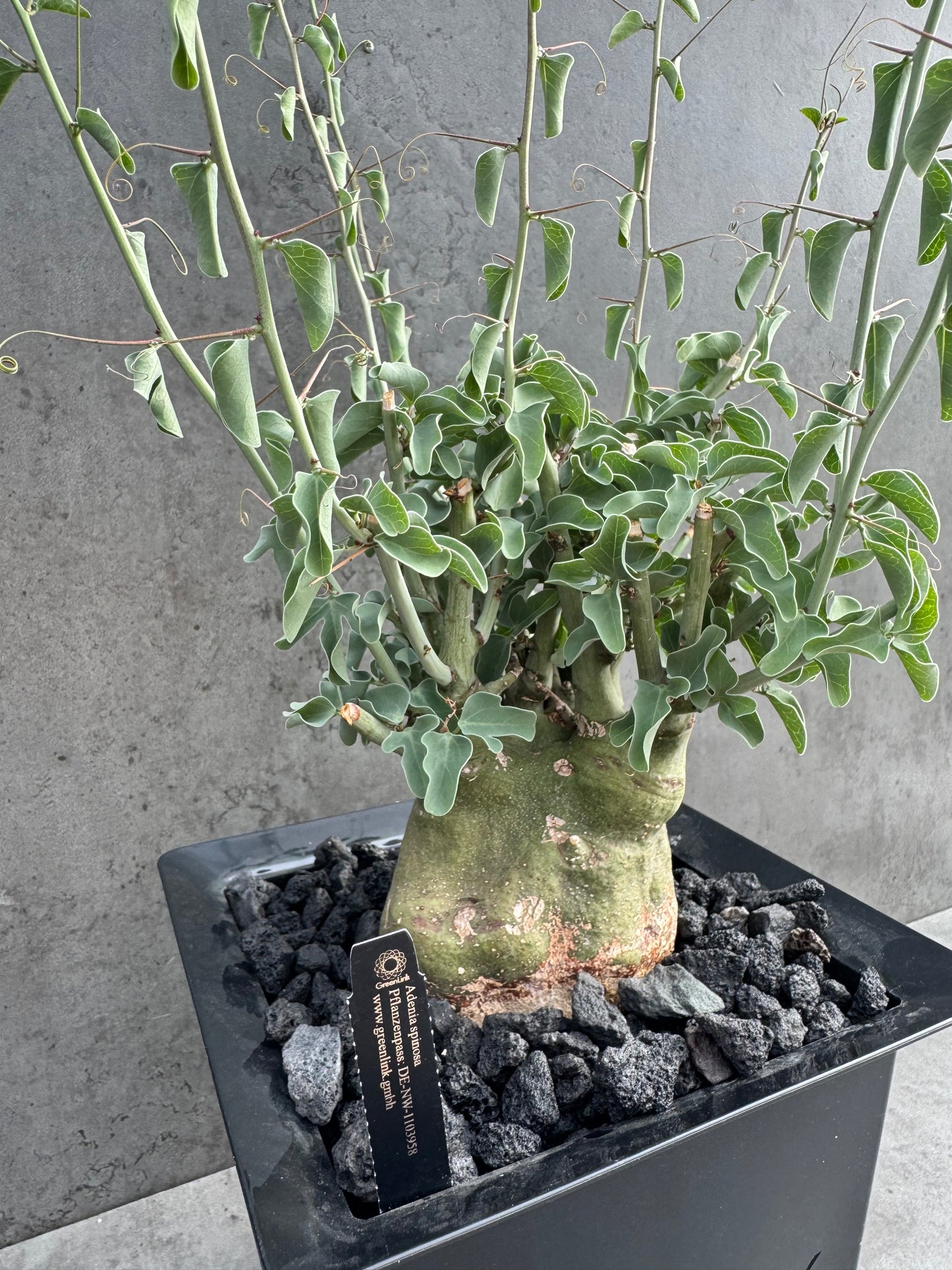Adenia spinosa
