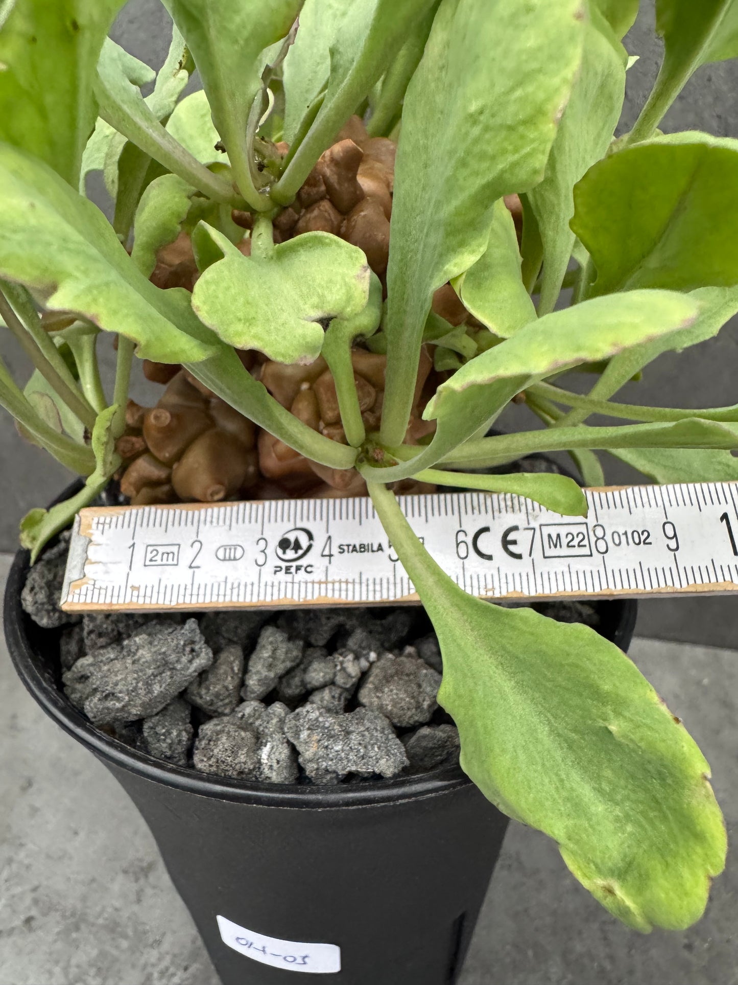 Othonna herrei - große Pflanzen