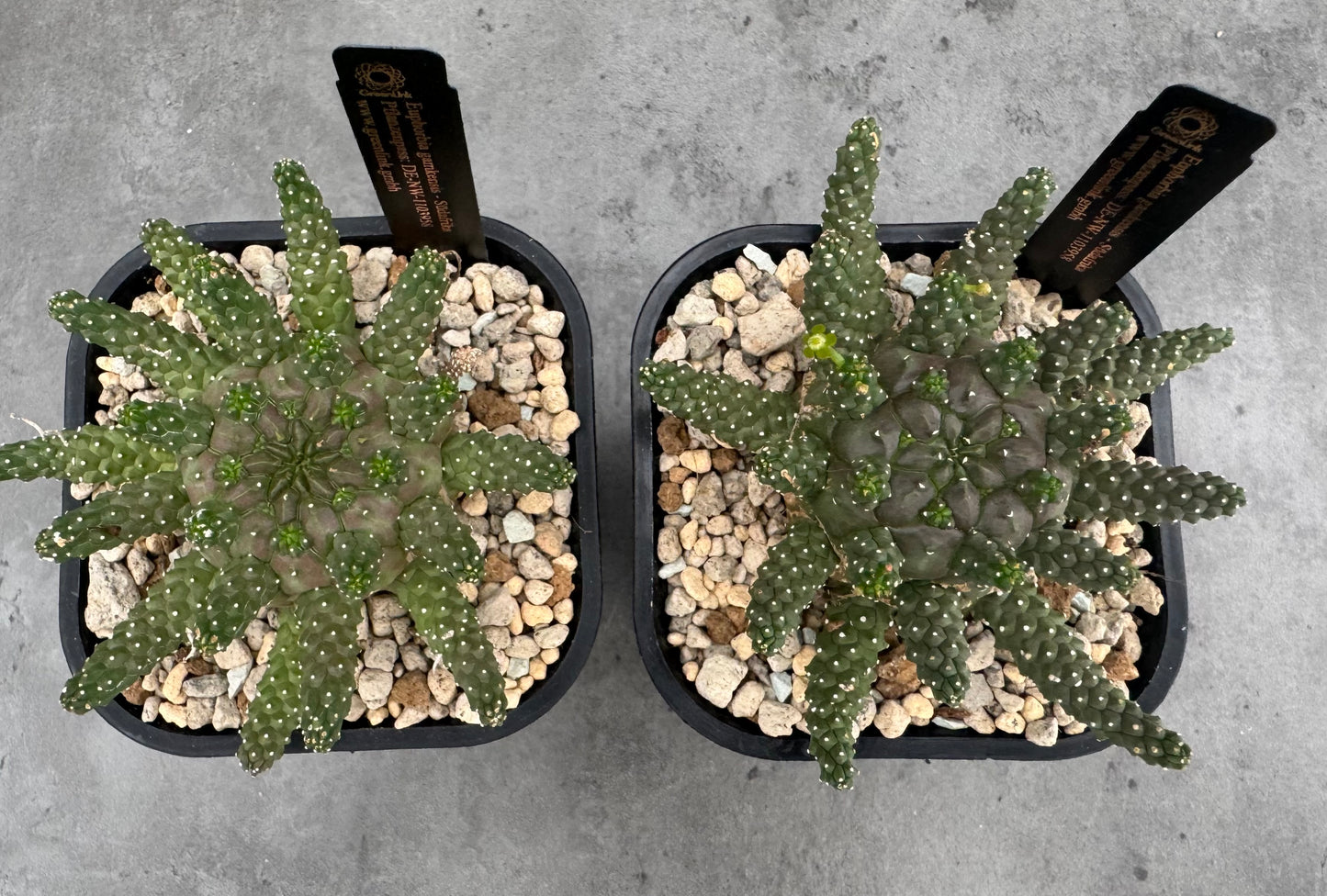 Euphorbia gamkensis