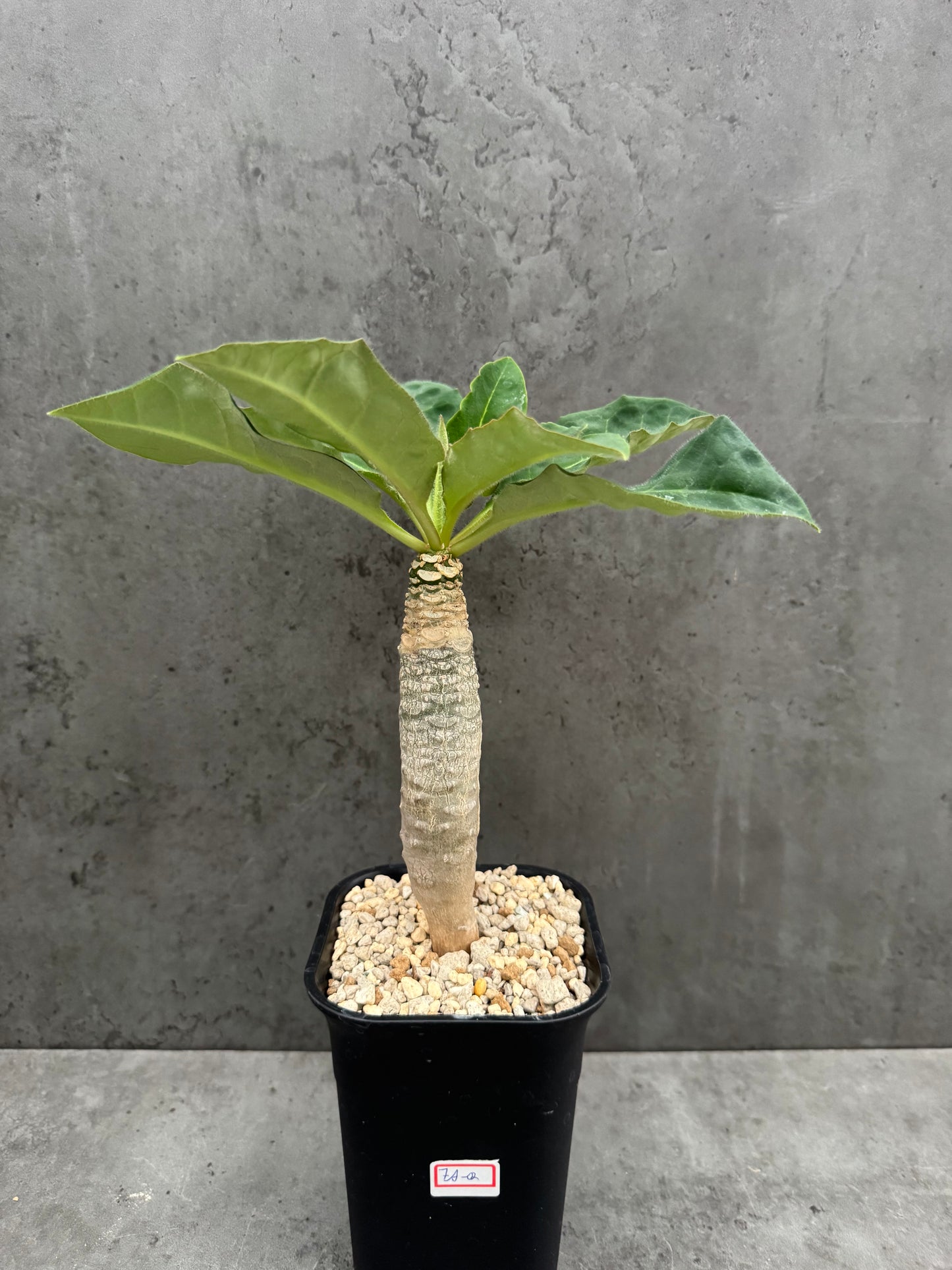 Euphorbia Ankarensis - Große Exemplare