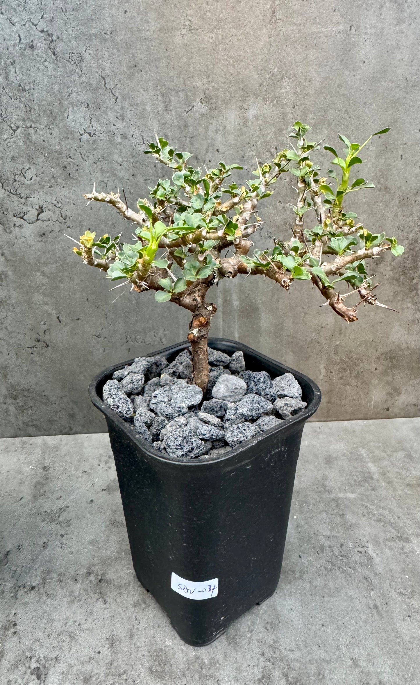 Sarcocaulon vanderietiae