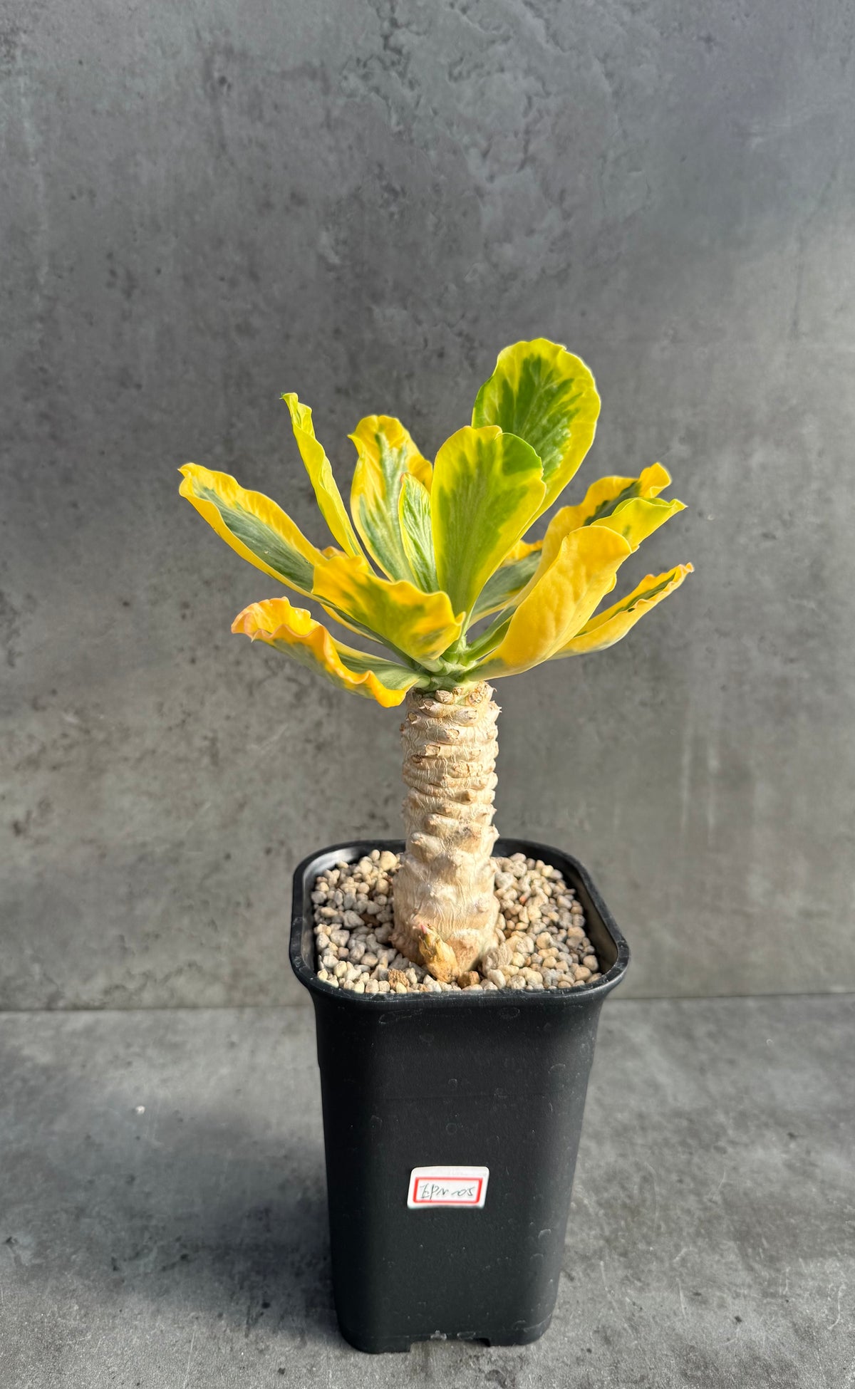 Euphorbia poissonii variegata - Wurzelechte Exemplare