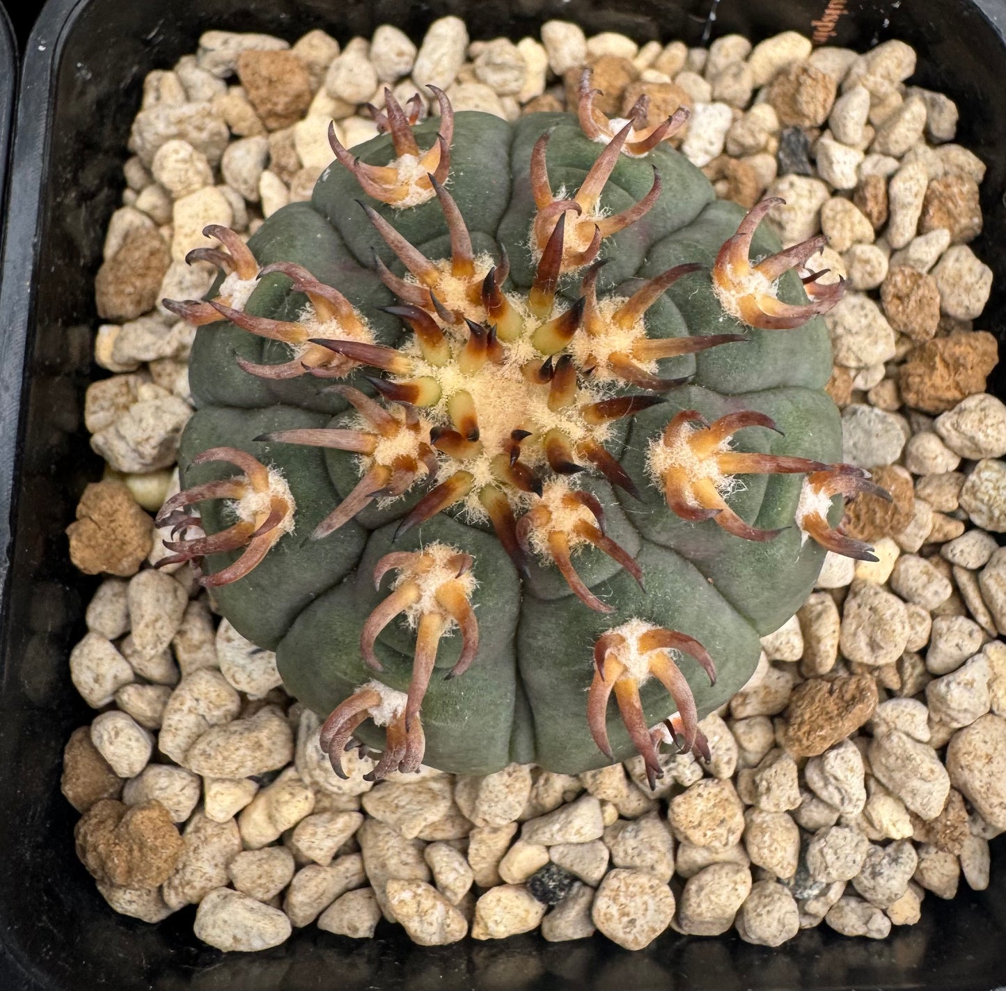Gymnocalycium spegazzinii v. unguispinum sl 44b