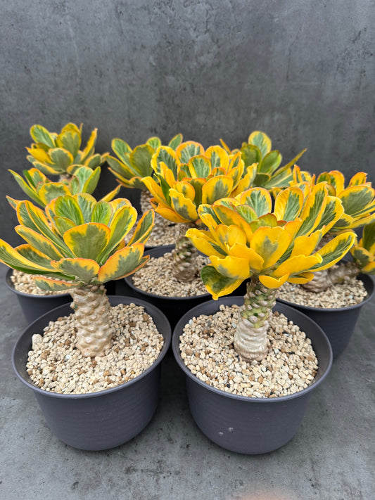 Euphorbia poissonii cv. variegata