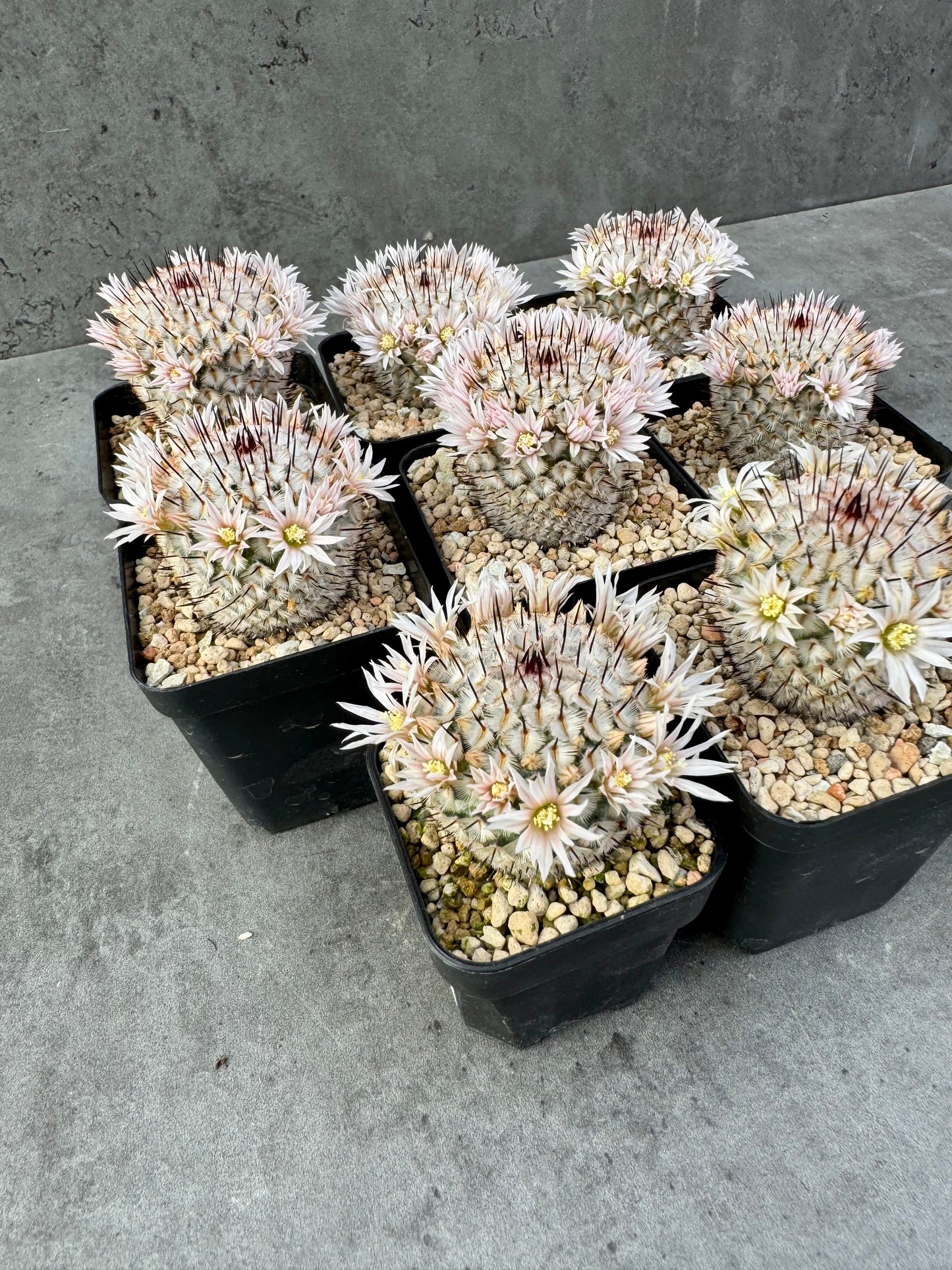 Mammillaria perezdelarosae subsp. andersonii
