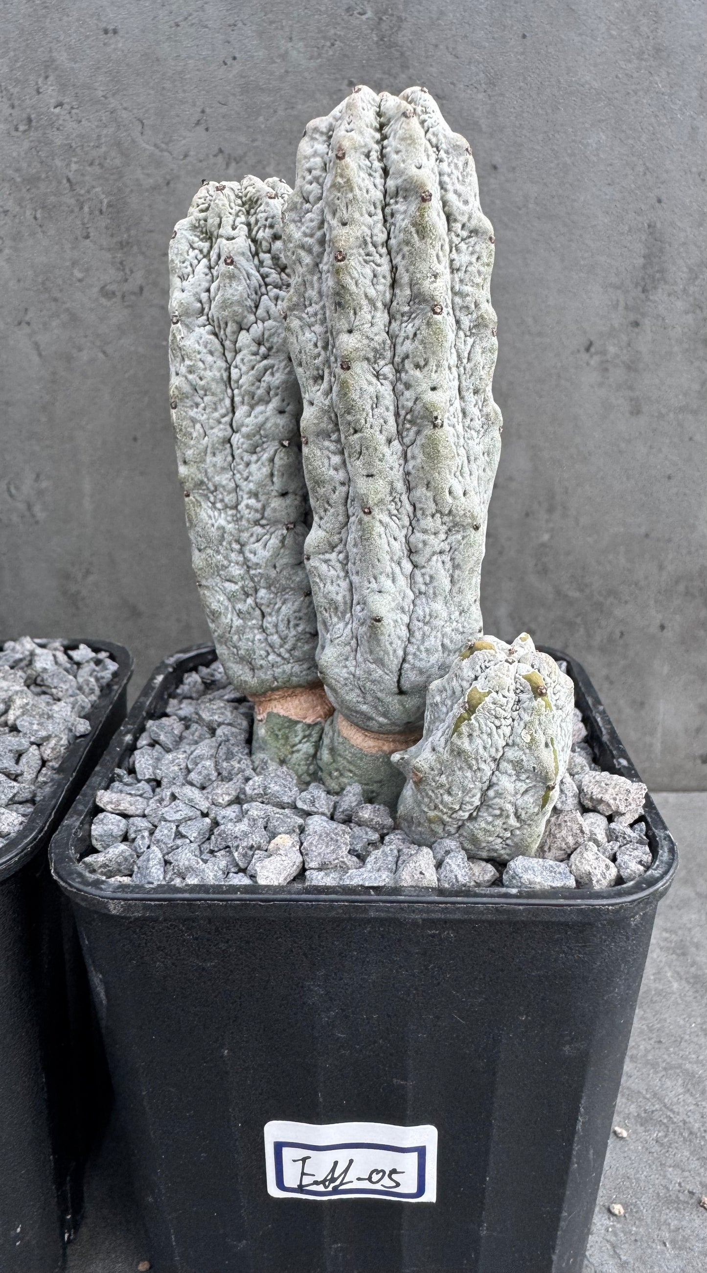 Euphorbia abdelkuri  – Wurzelecht