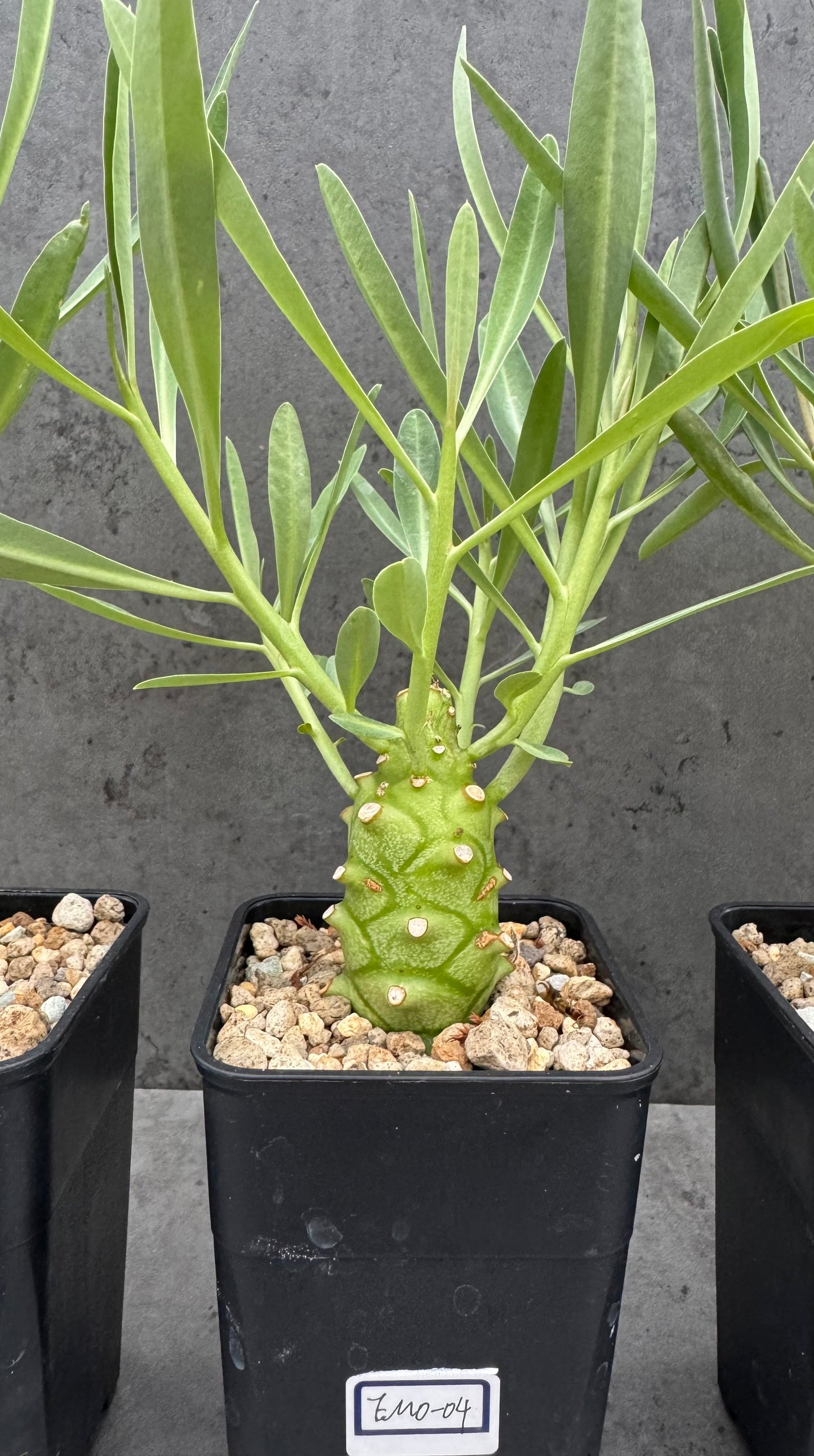 Euphorbia monteiroi - Angola