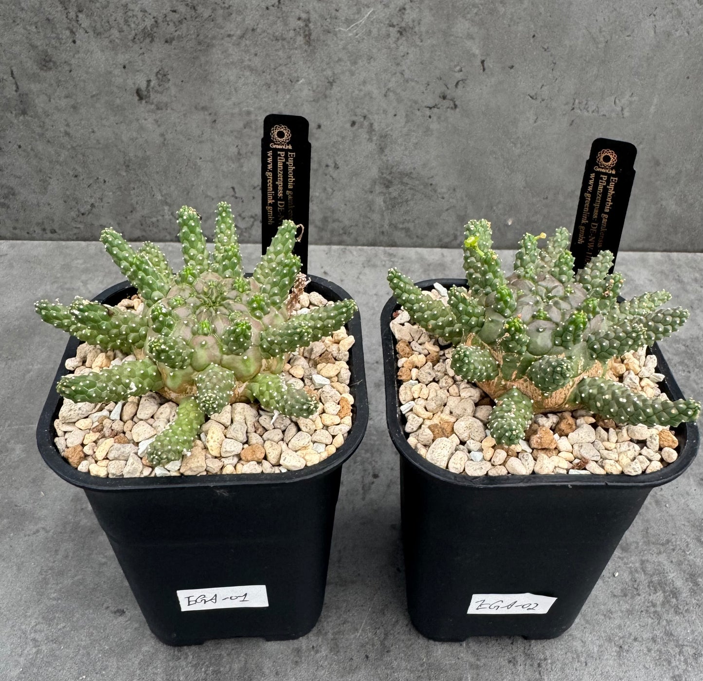 Euphorbia gamkensis