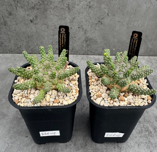 Euphorbia gamkensis