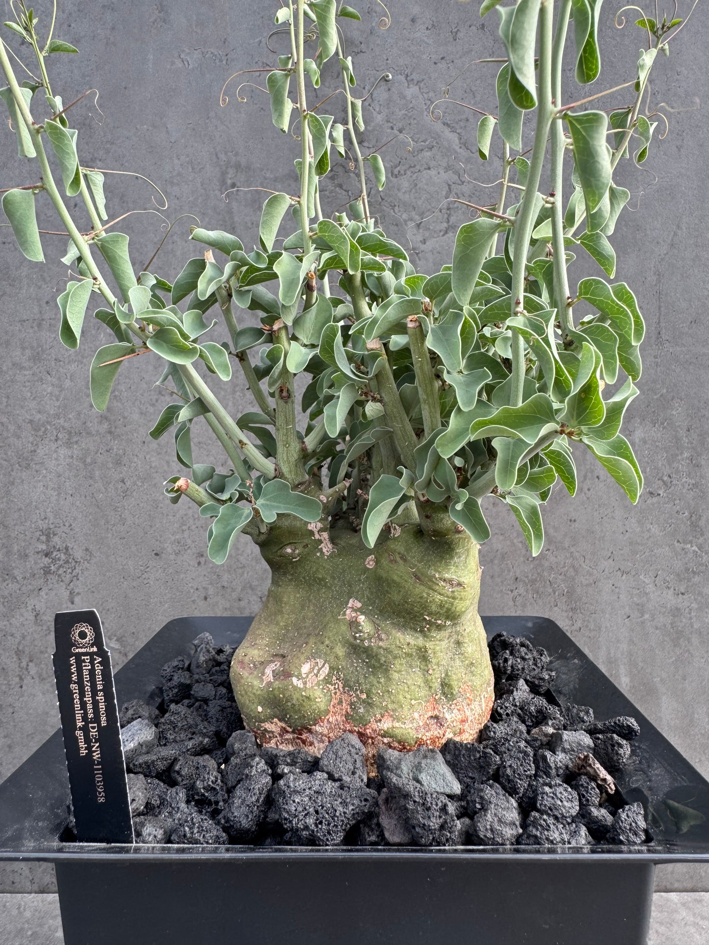 Adenia spinosa