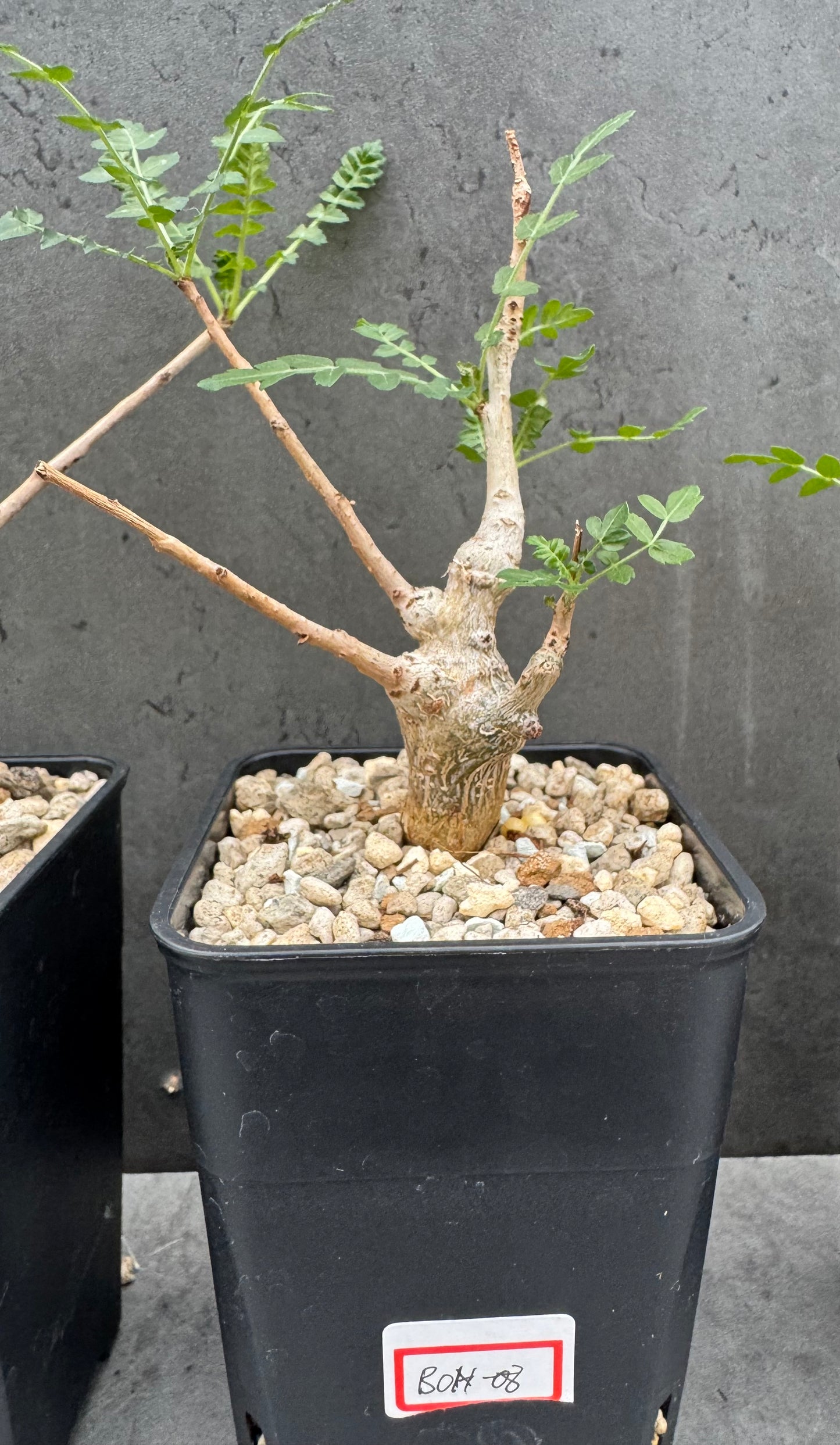 Boswellia neglecta - schwarzer Weihrauch