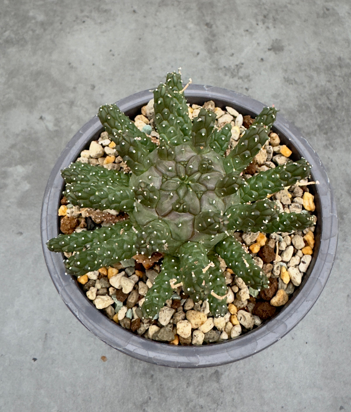 Euphorbia gamkensis