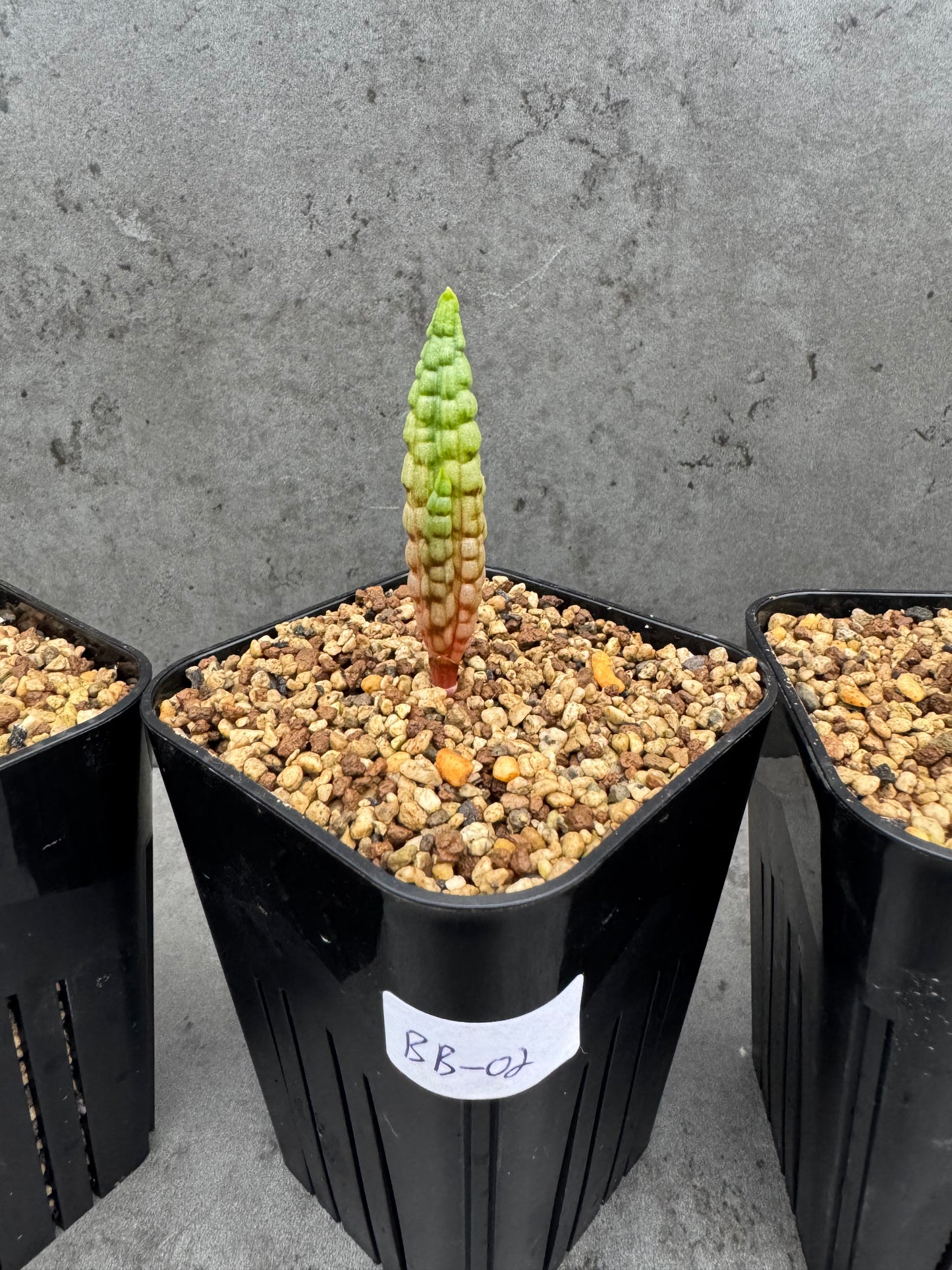 Bubine bruynsii - Rarität aus Namaqualand