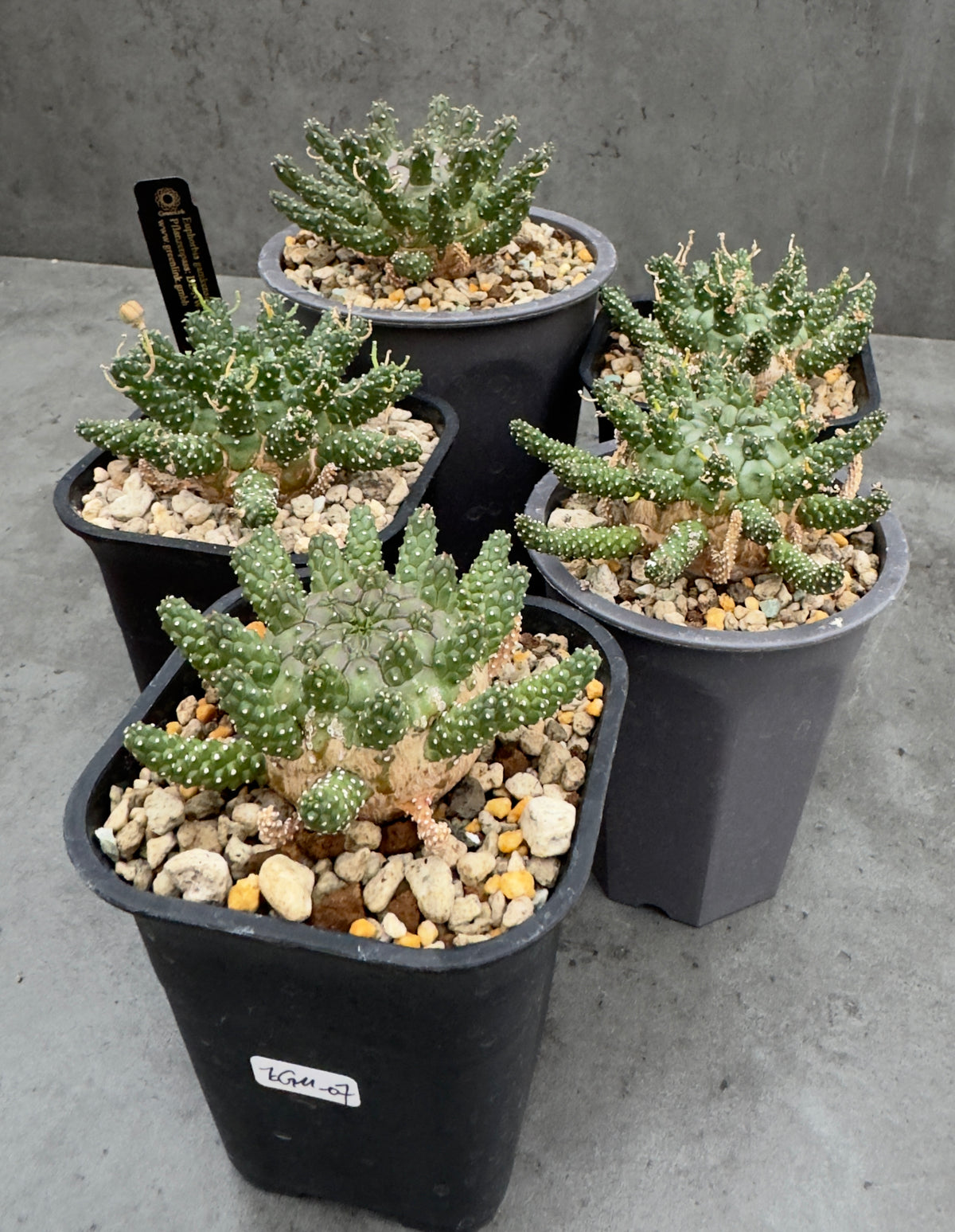 Euphorbia gamkensis