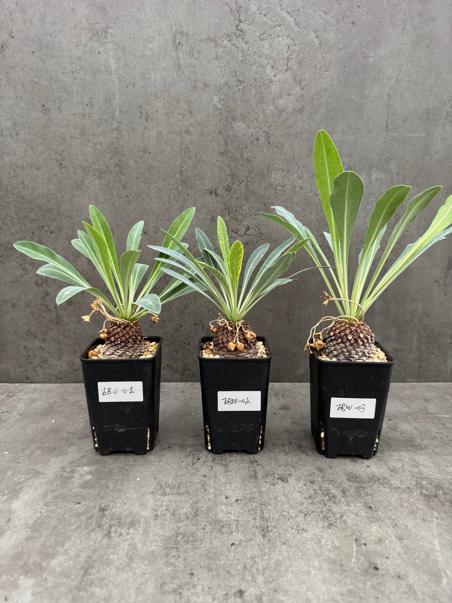 Euphorbia bupleurifolia - weiblich