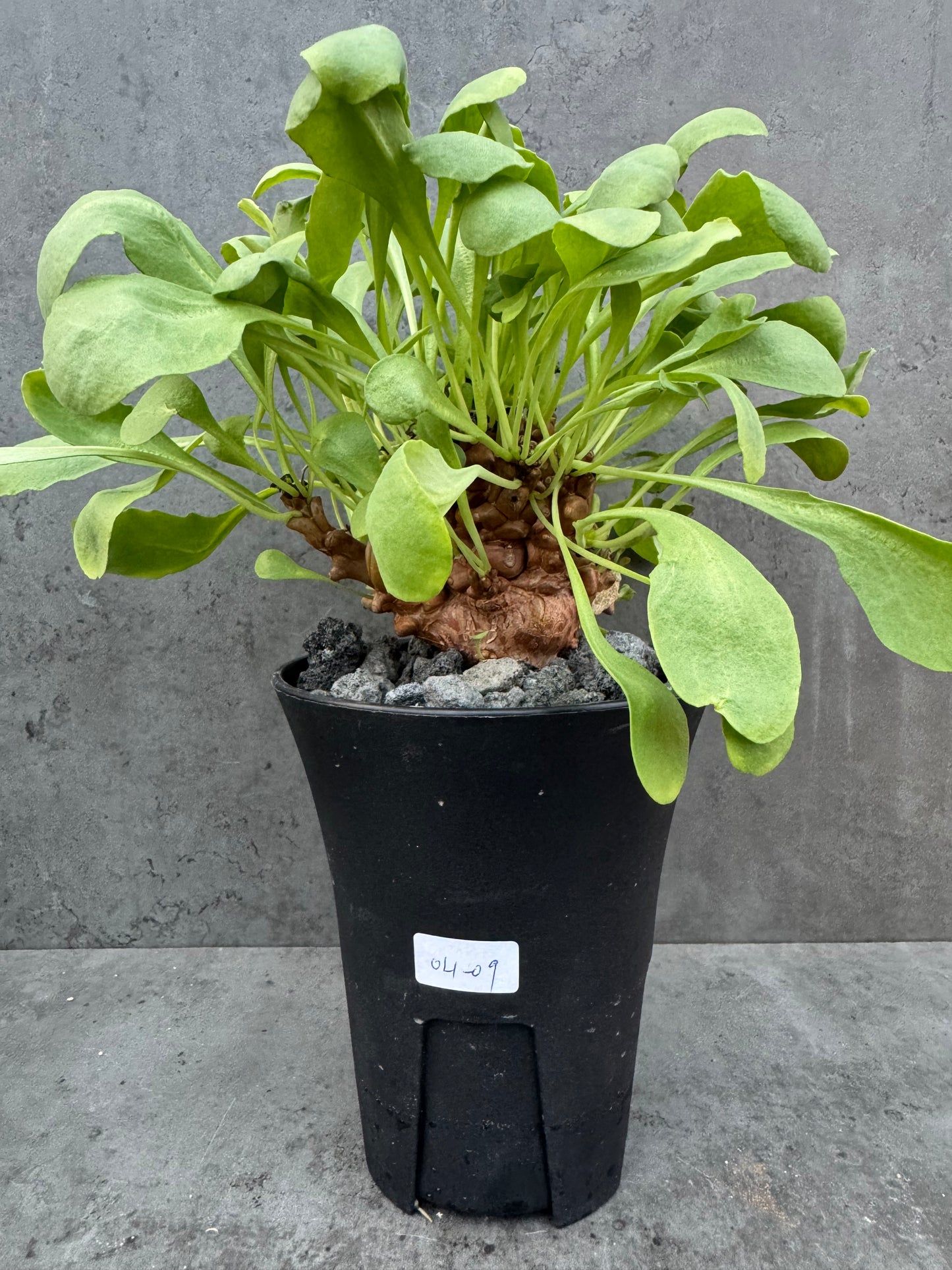 Othonna herrei - große Pflanzen