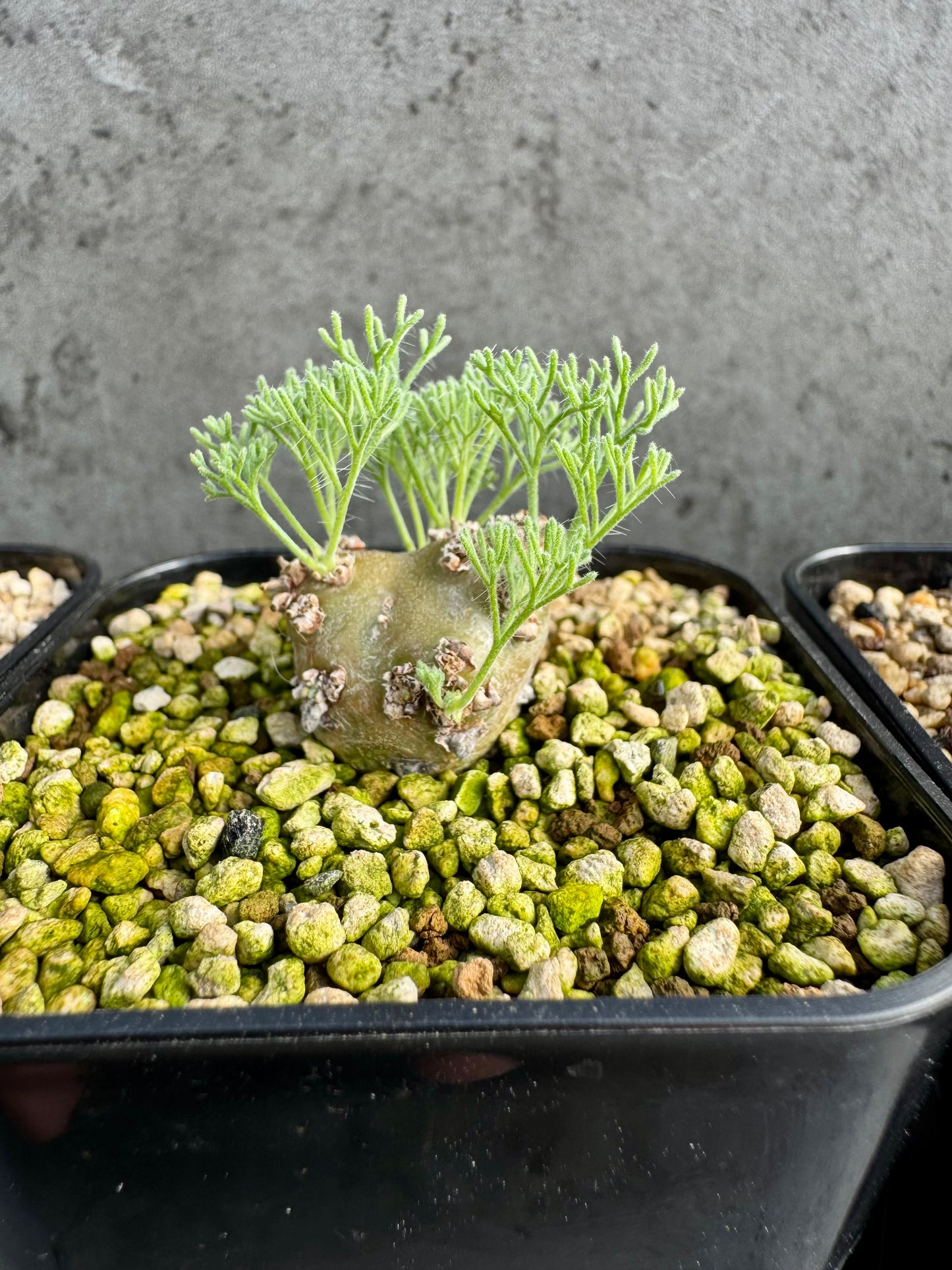 Sarcocaulon peniculinum
