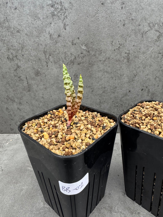 Bubine bruynsii - Rarität aus Namaqualand