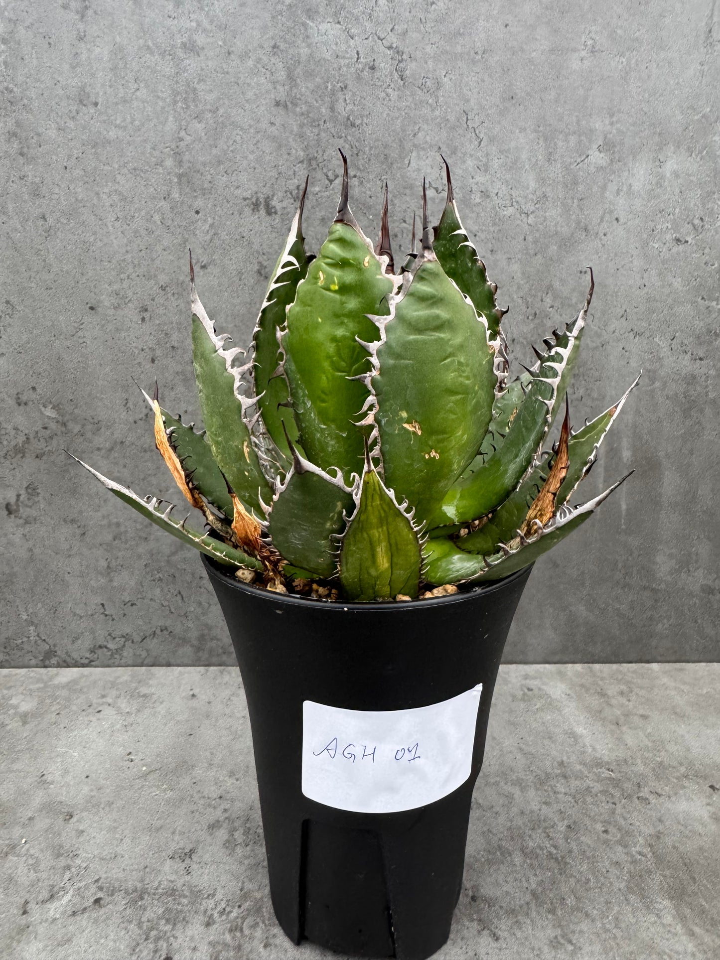 Agave horrida