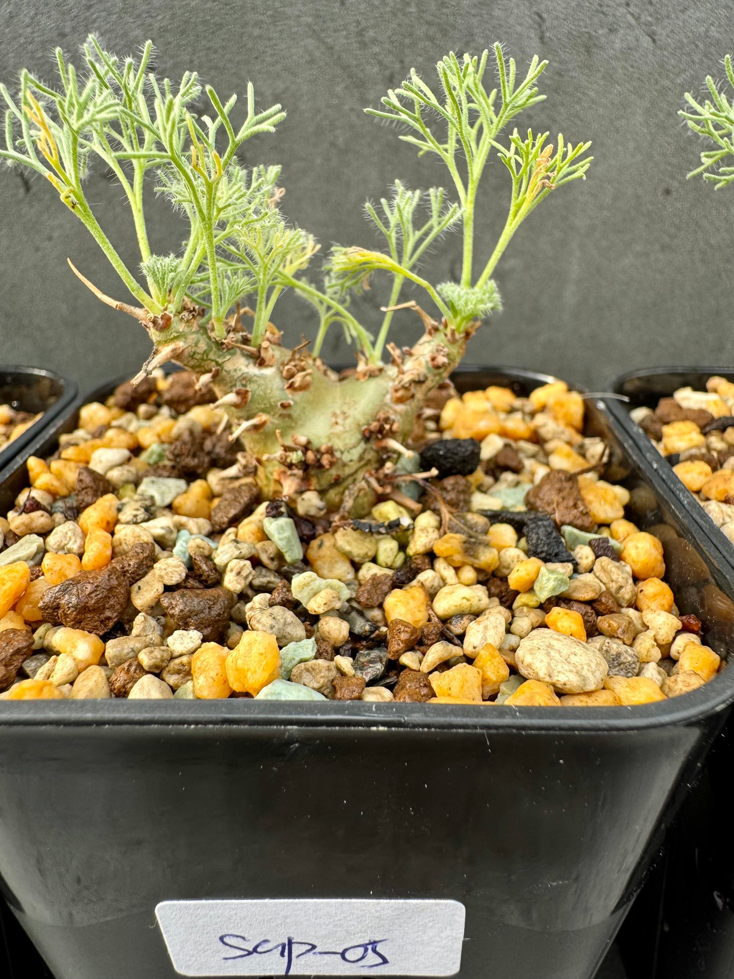 Sarcocaulon peniculinum