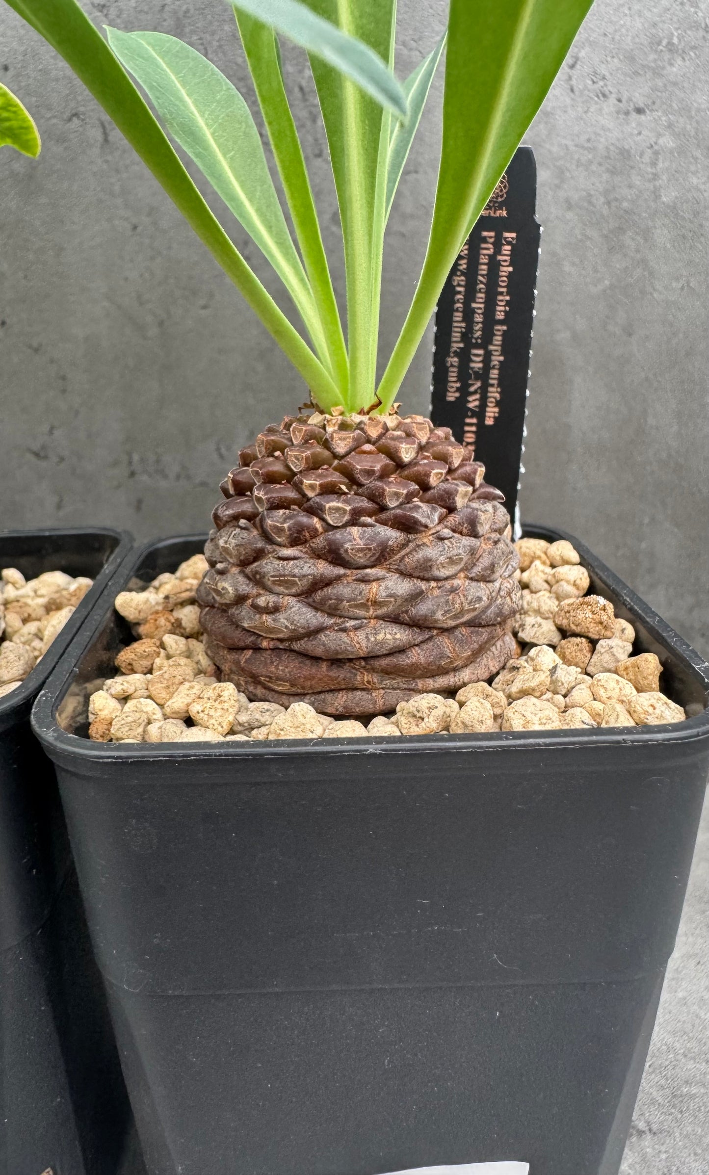 Euphorbia bupleurifolia – Exklusive Caudexpflanze mit Palmen- & Ananasoptik