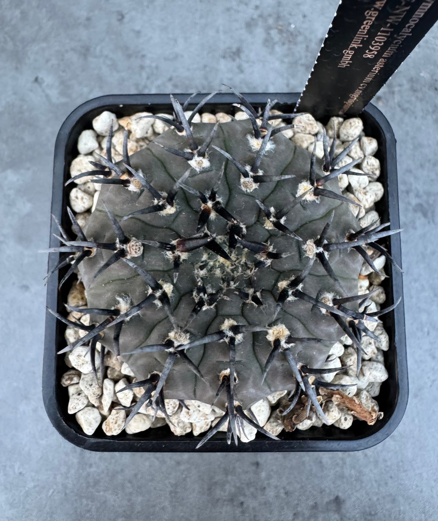 Gymnocalycium asterium f. nigrispina