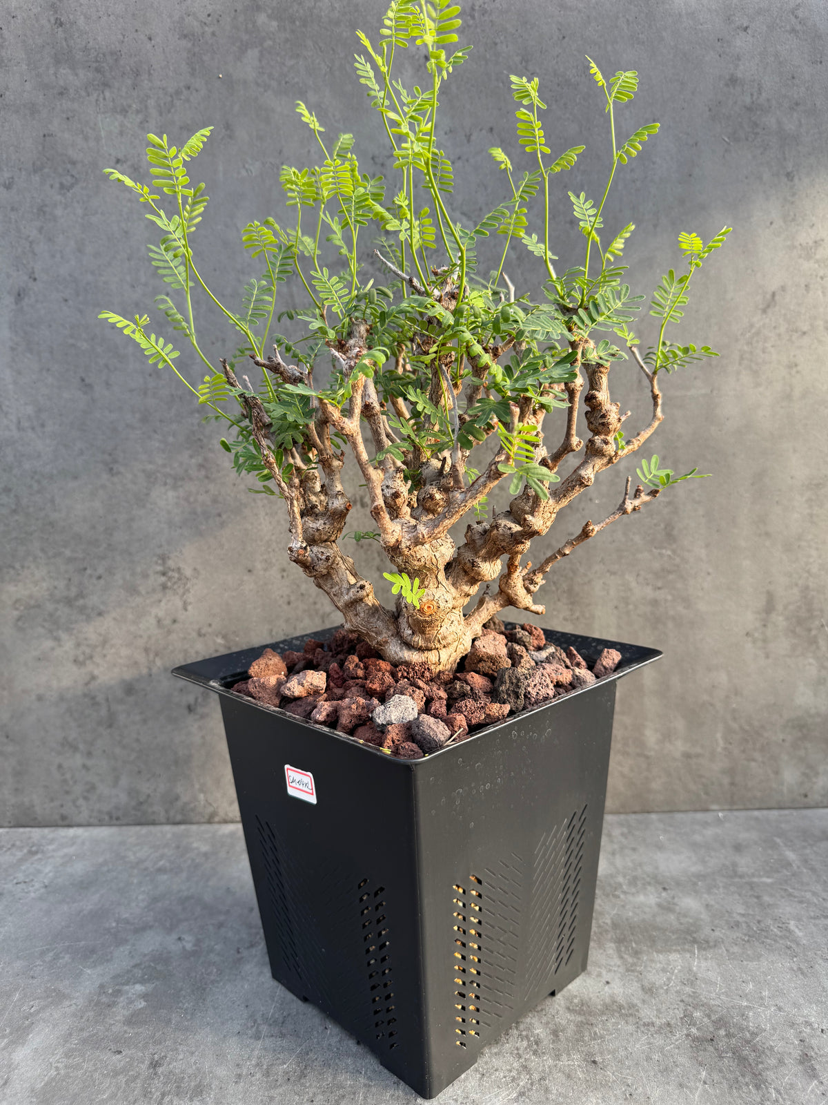 Senna meridionalis - ein exklusives Exemplar! (XL-04)