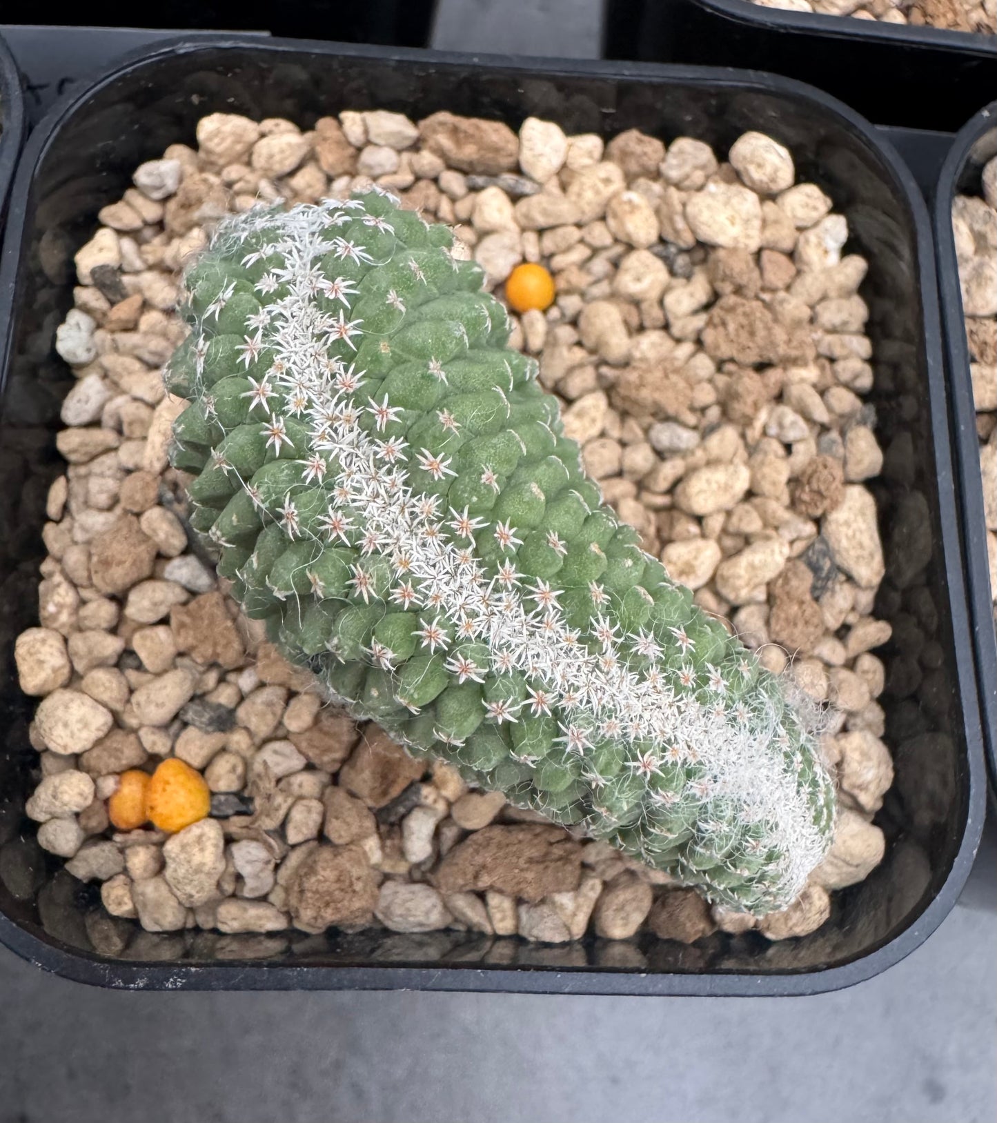 strombocactus disciformis f cristata