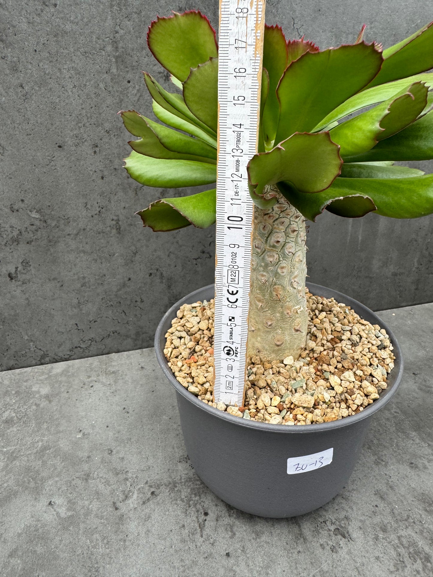 Euphorbia unispina - wurzelechte Exemplare