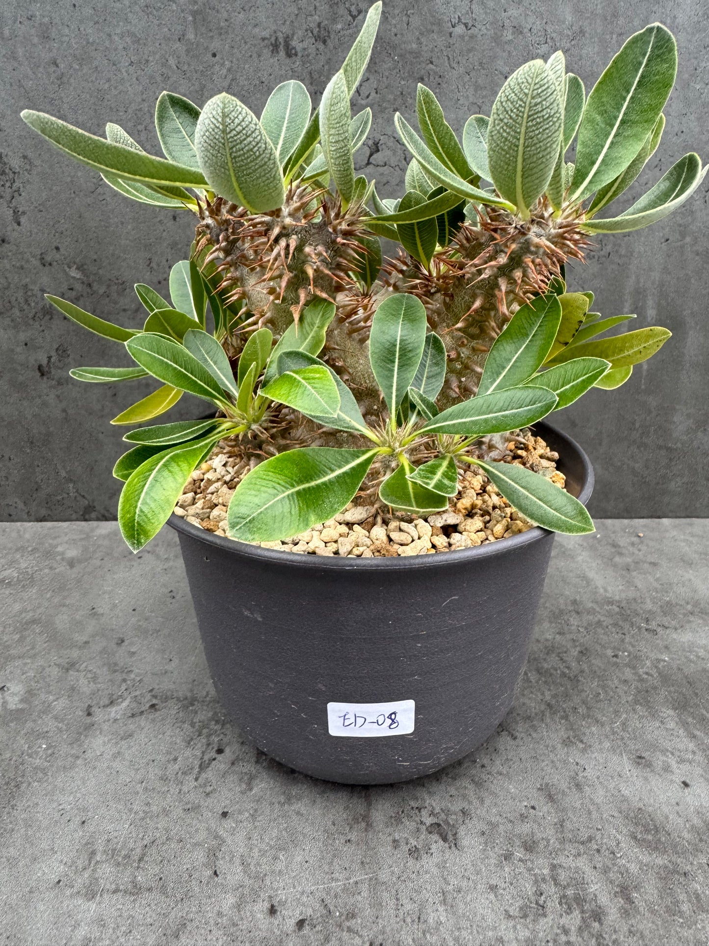 Pachypodium densiflorum große Pflanzen