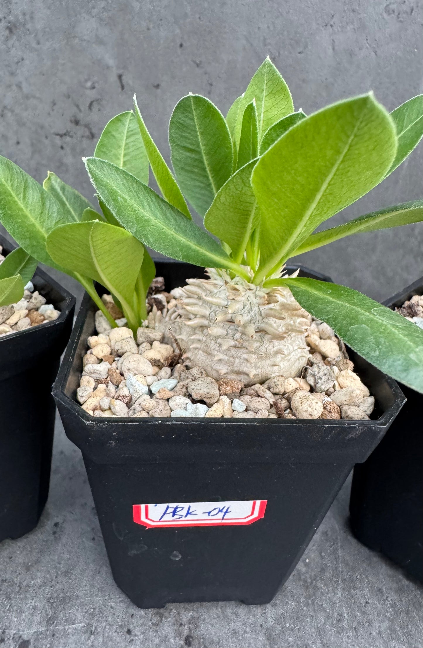 Pachypodium Brevicaule - klein