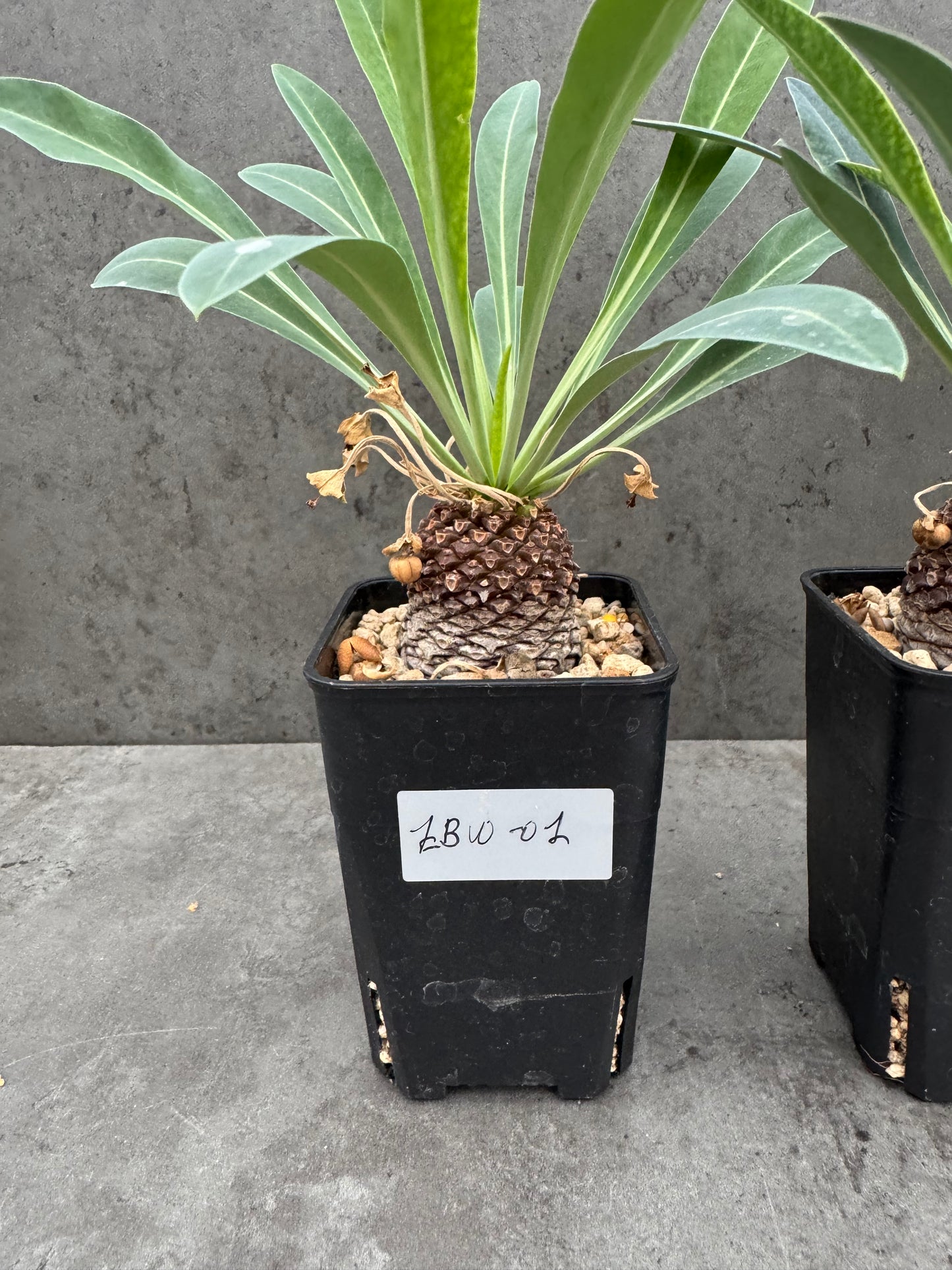 Euphorbia bupleurifolia - weiblich