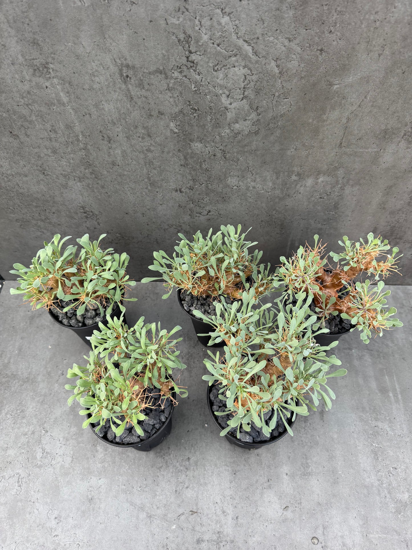 Othonna euphorbioides - große Pflanzen