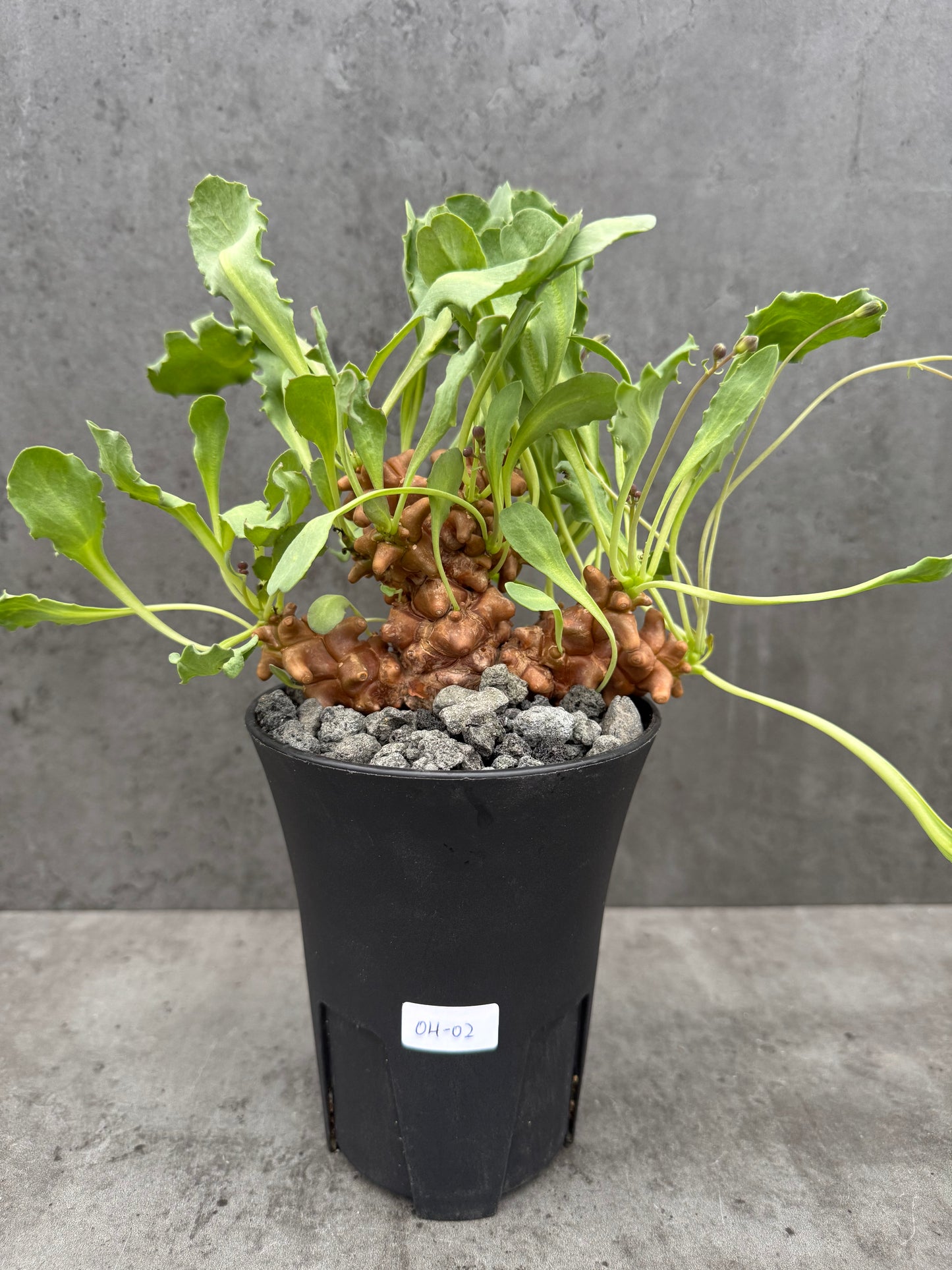 Othonna herrei - große Pflanzen