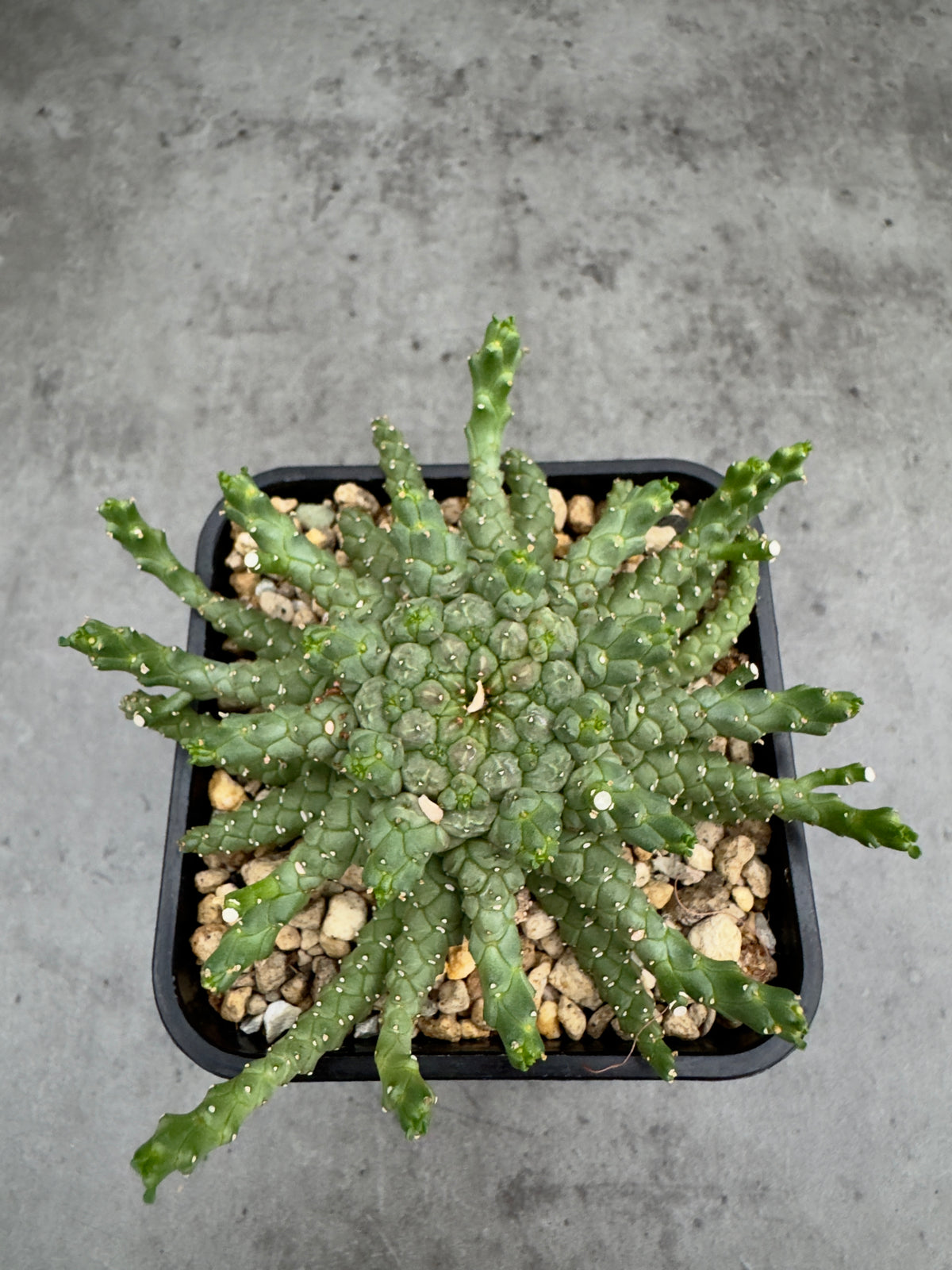 Euphorbia brevirama