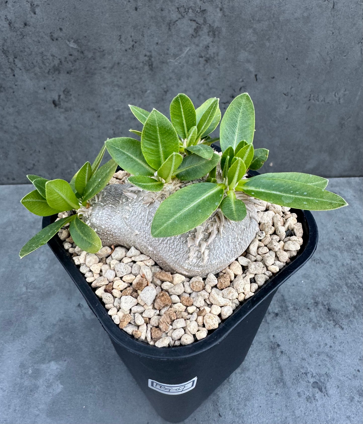 Pachypodium brevicaule – Kulturpflanzen aus deutscher Nachzucht - wurzelecht 8,5cm