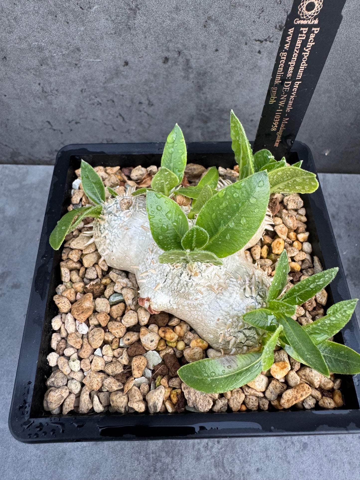 Pachypodium brevicaule – Seltene, steinartige Caudexpflanze aus Madagaskar, wurzelecht 7-8cm