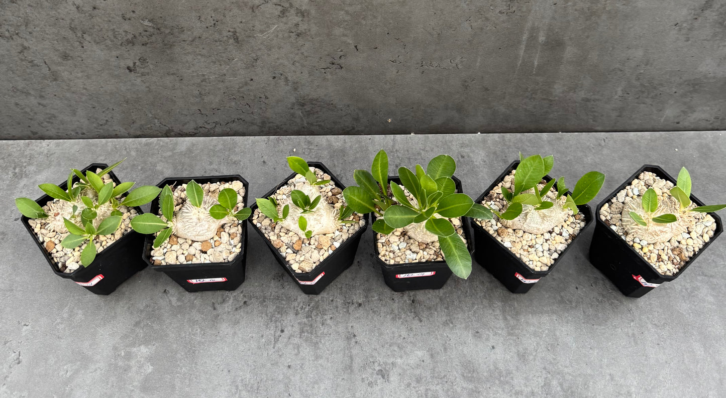 Pachypodium Brevicaule - klein