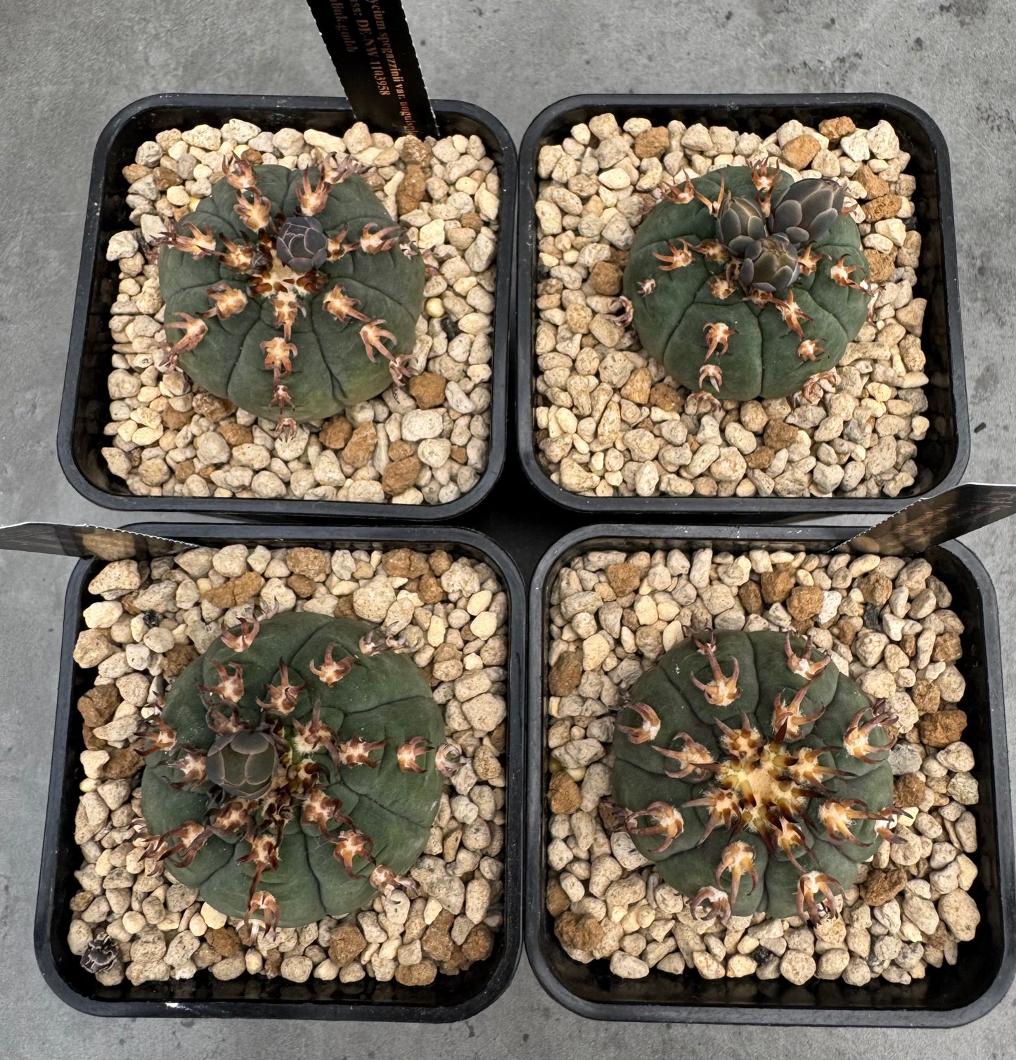 Gymnocalycium spegazzinii v. unguispinum sl 44b
