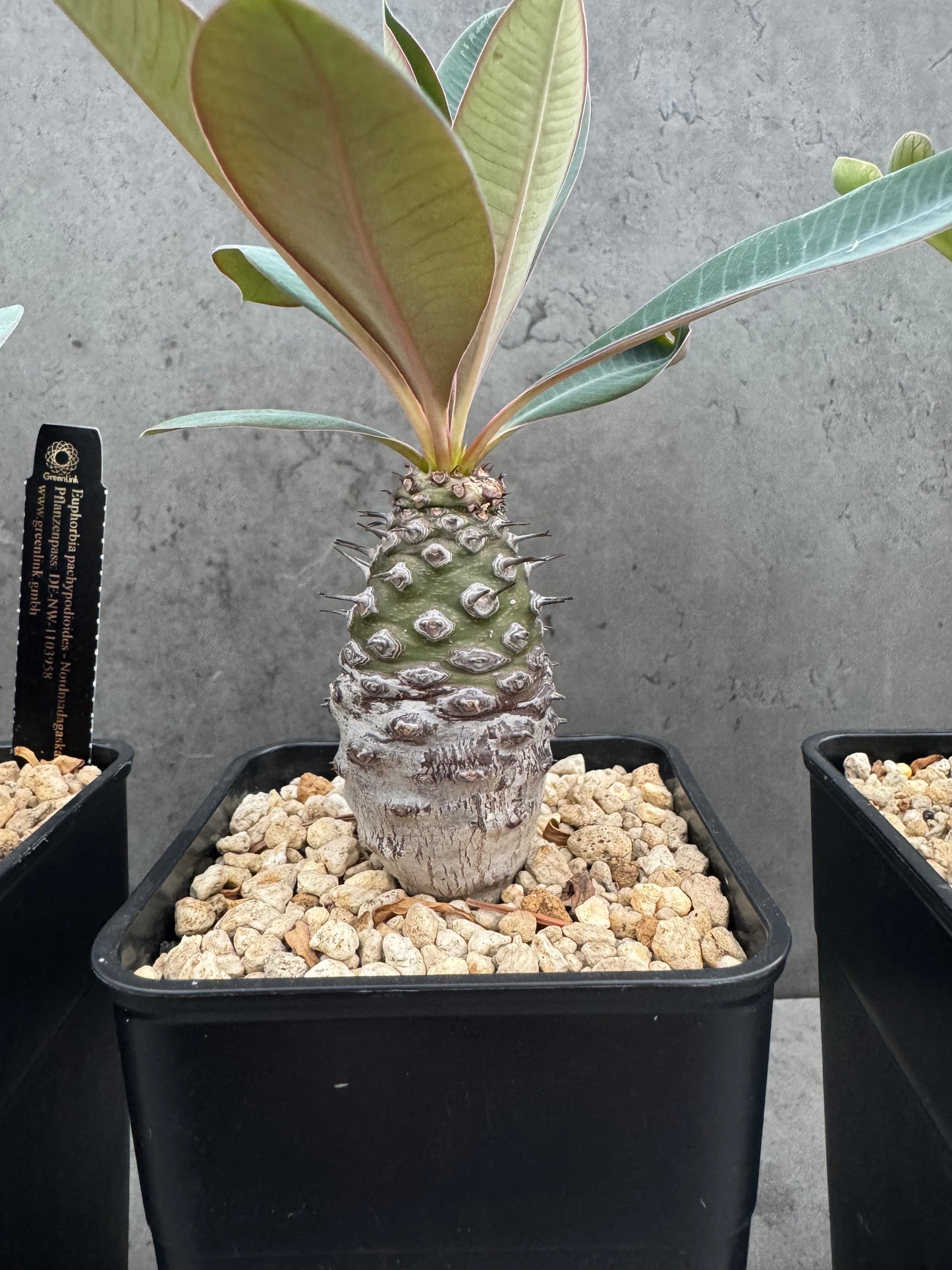 Euphorbia pachypodioides