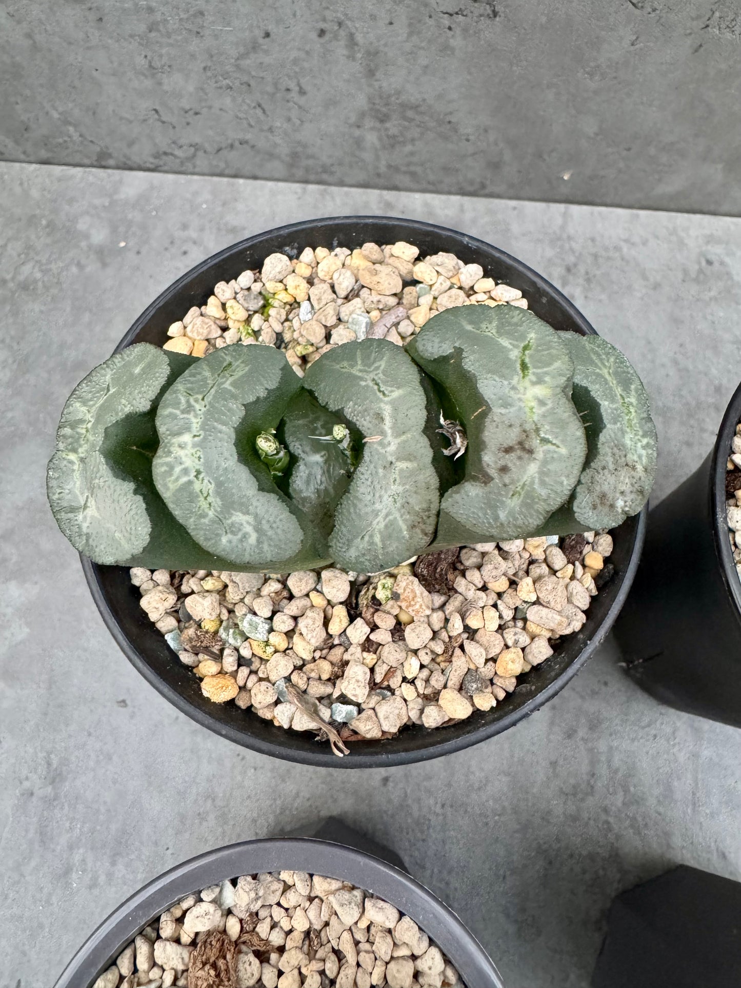 Haworthia truncata cv. Aoigozen