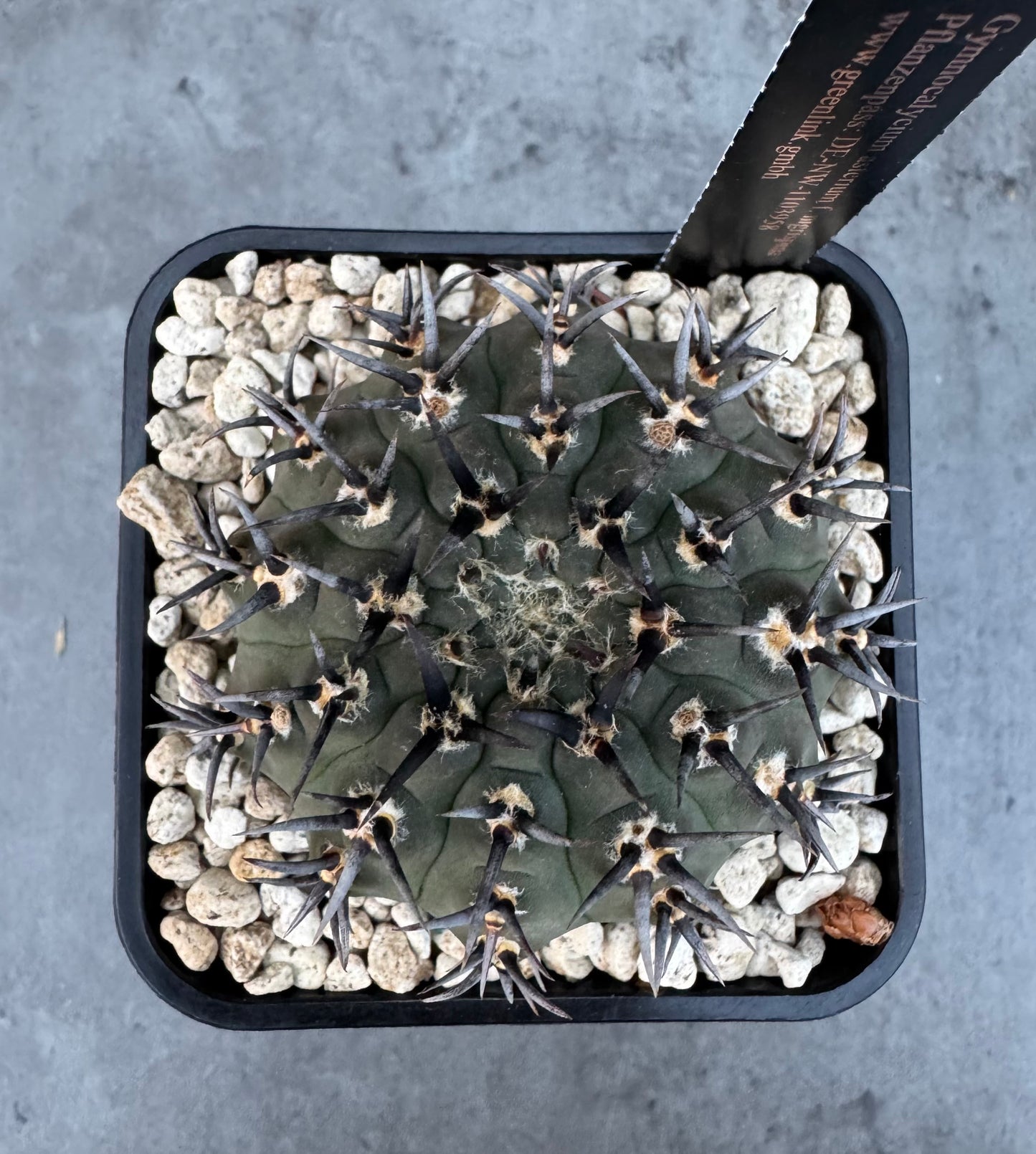 Gymnocalycium asterium f. nigrispina