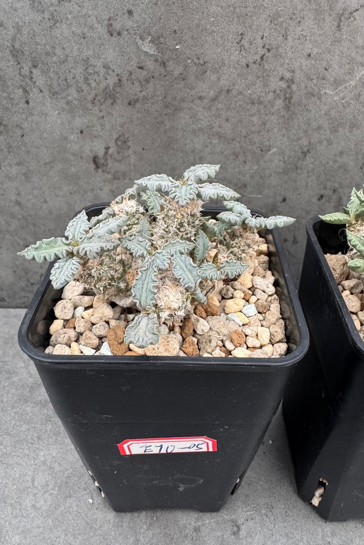 Euphorbia tulearensis