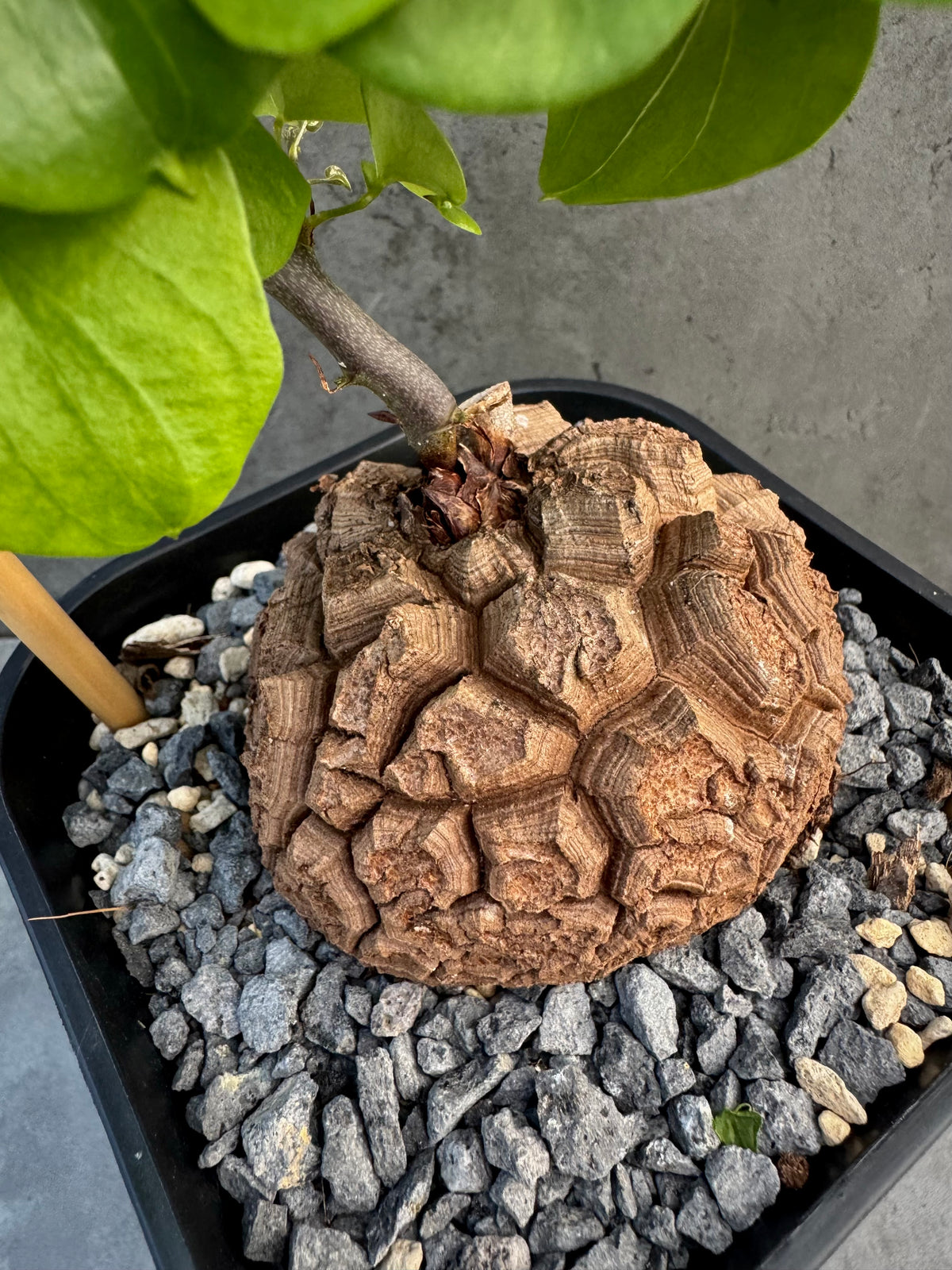 Dioscorea elephantipes – vollständig bewurzeltes Exemplar – Dio-09
